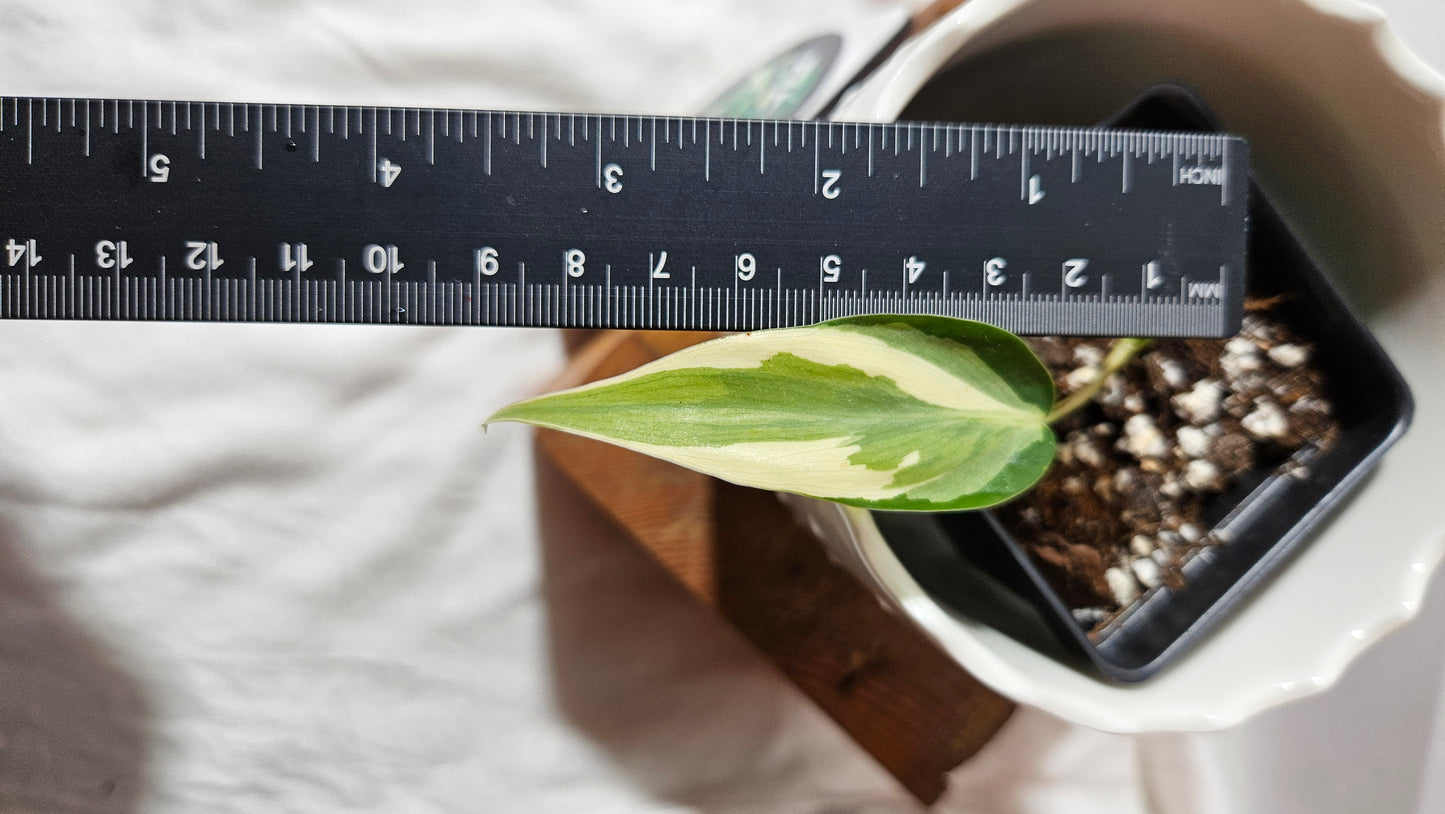 Philodendron Hederaceum Rio (PHI-802)