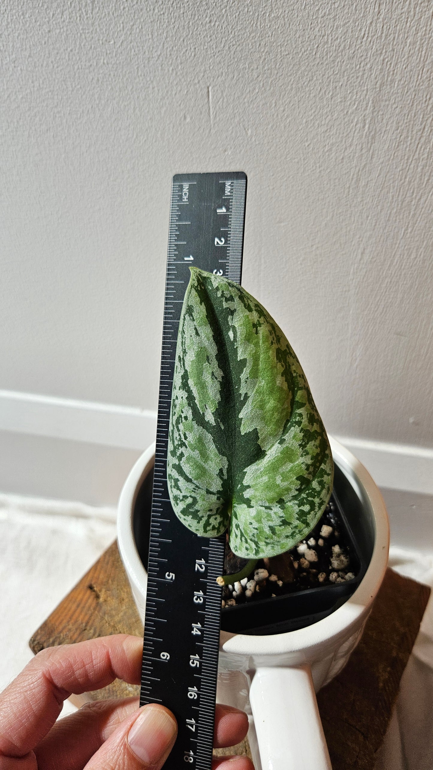 Scindapsus Tricolore silver Platinum (SCI-1120)