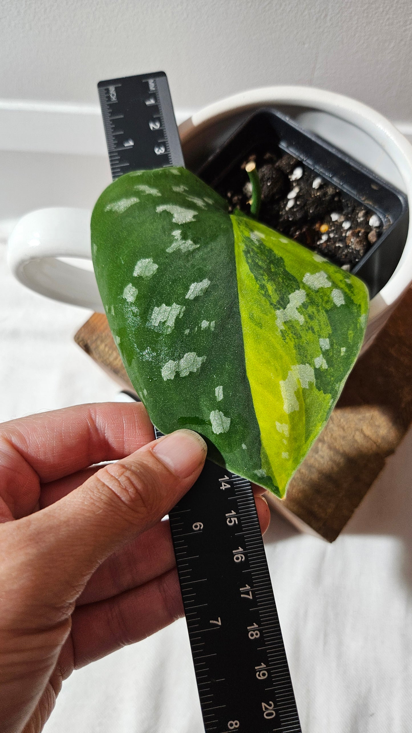 Scindapsus Sentarum (SCI-1130)