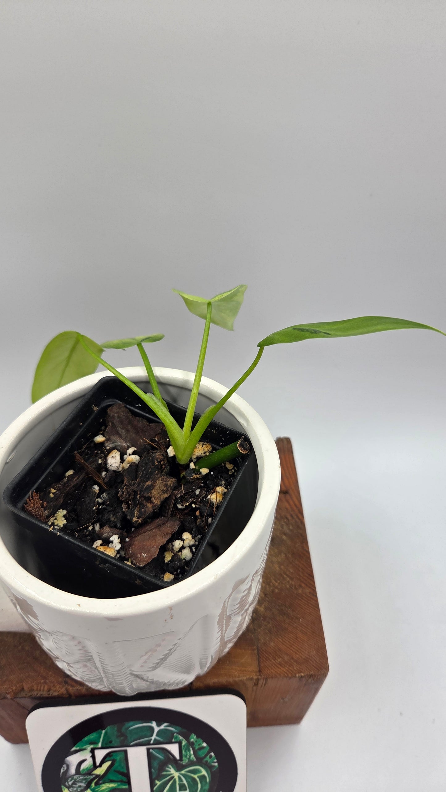 Philodendron Radiatum Variegata (PHI-1021)