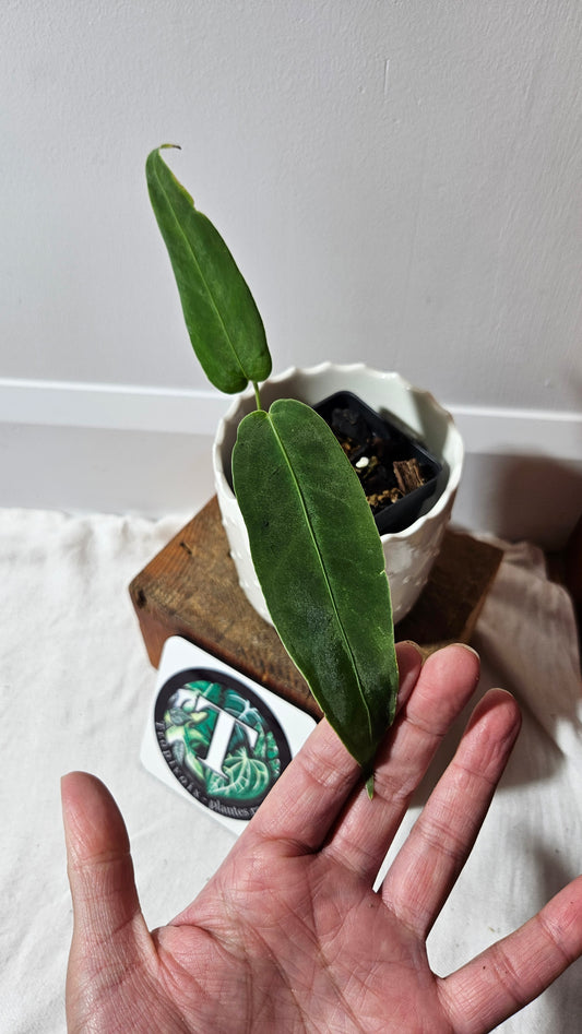 Anthurium Cirinoi X Warocqueanum "format PETIT" (ANT-486)