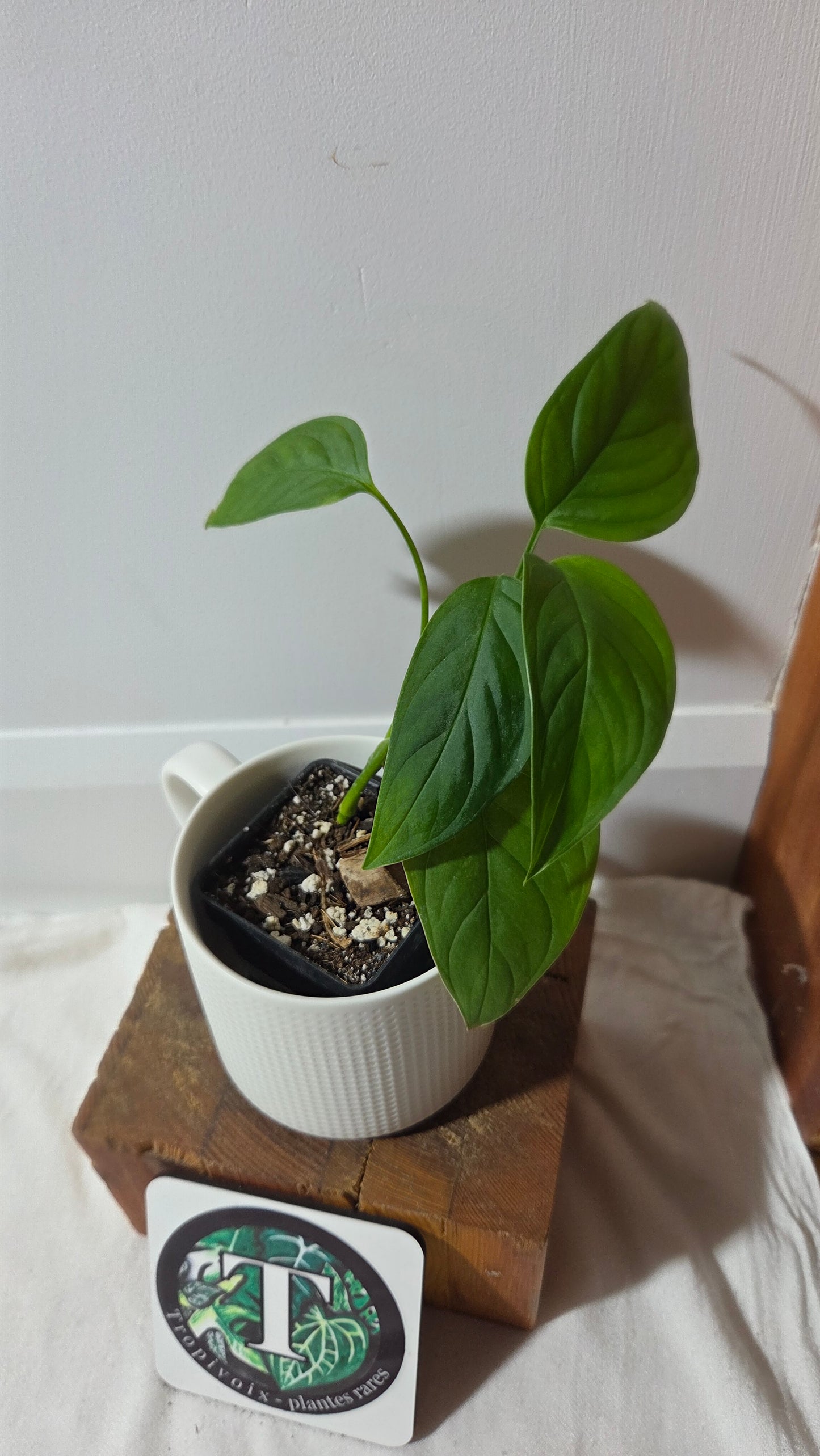 Monstera Obliqua Aff LaUnion (MON-518)