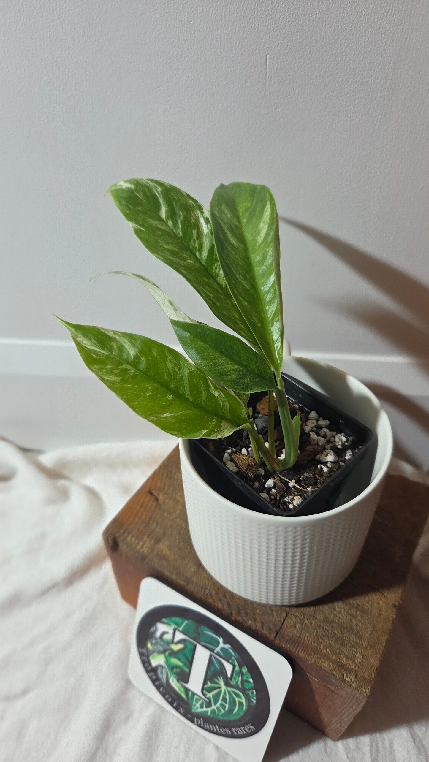 Rhaphidophora Megasperma Variegata (AUT-088)