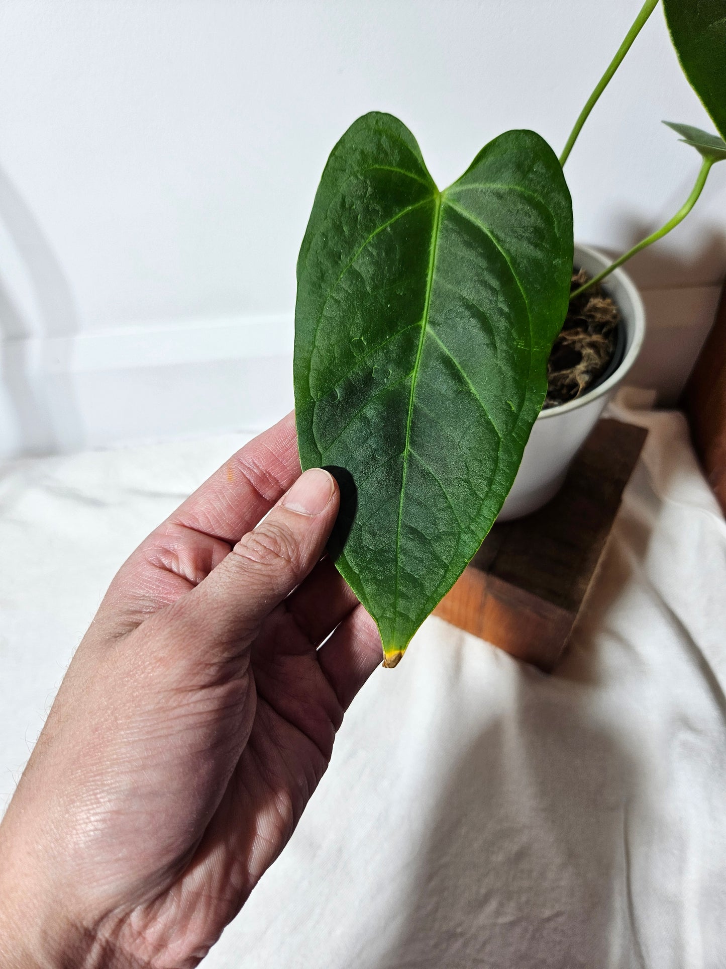 Anthurium Silver Blush × Subsignatum (ANT-080)