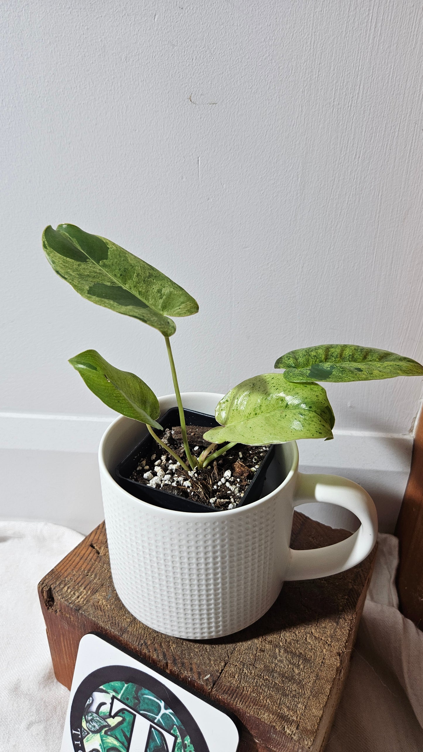 Philodendron BurleMarx Variegata  X Paraiso Verde (PHI-948)