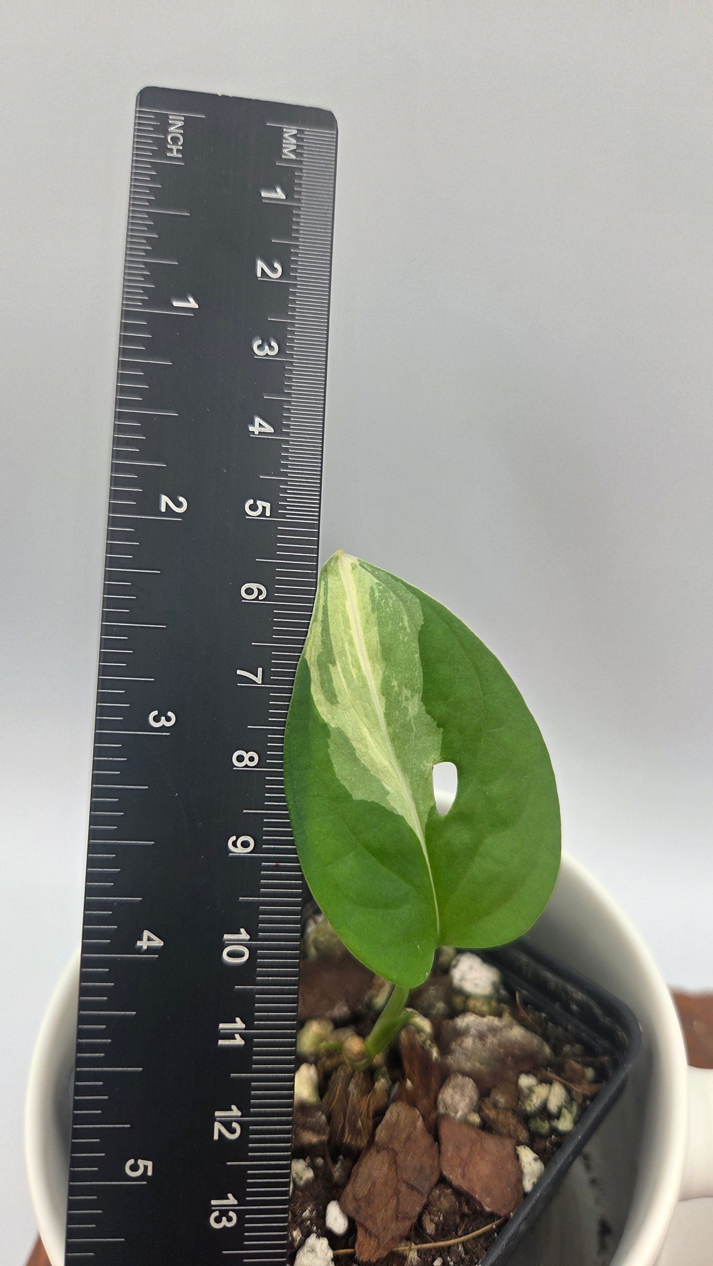 Monstera Andasonii Albo (MON-572)