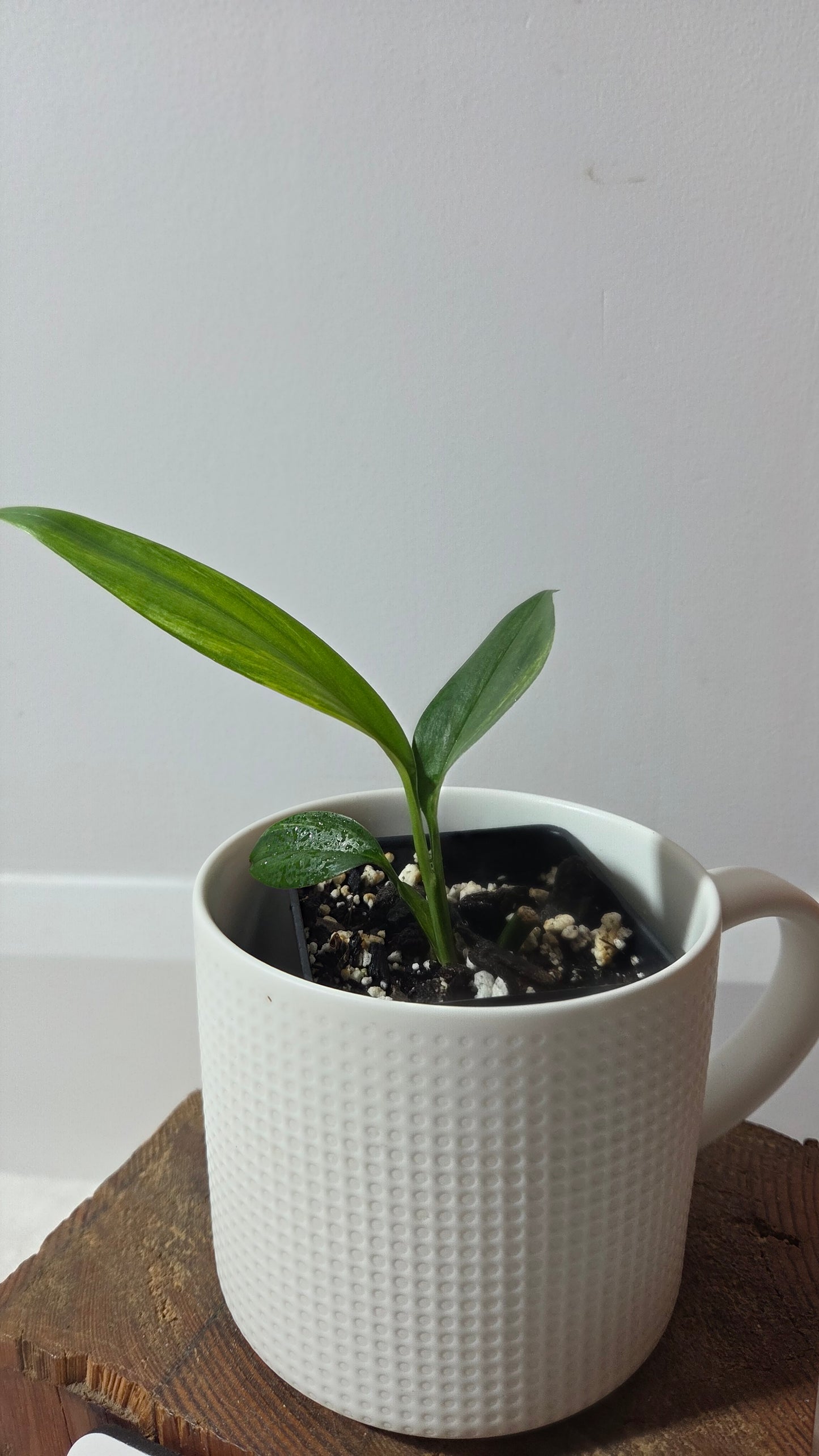 Epipremnum Amplissinum Variegata (EPI-232)