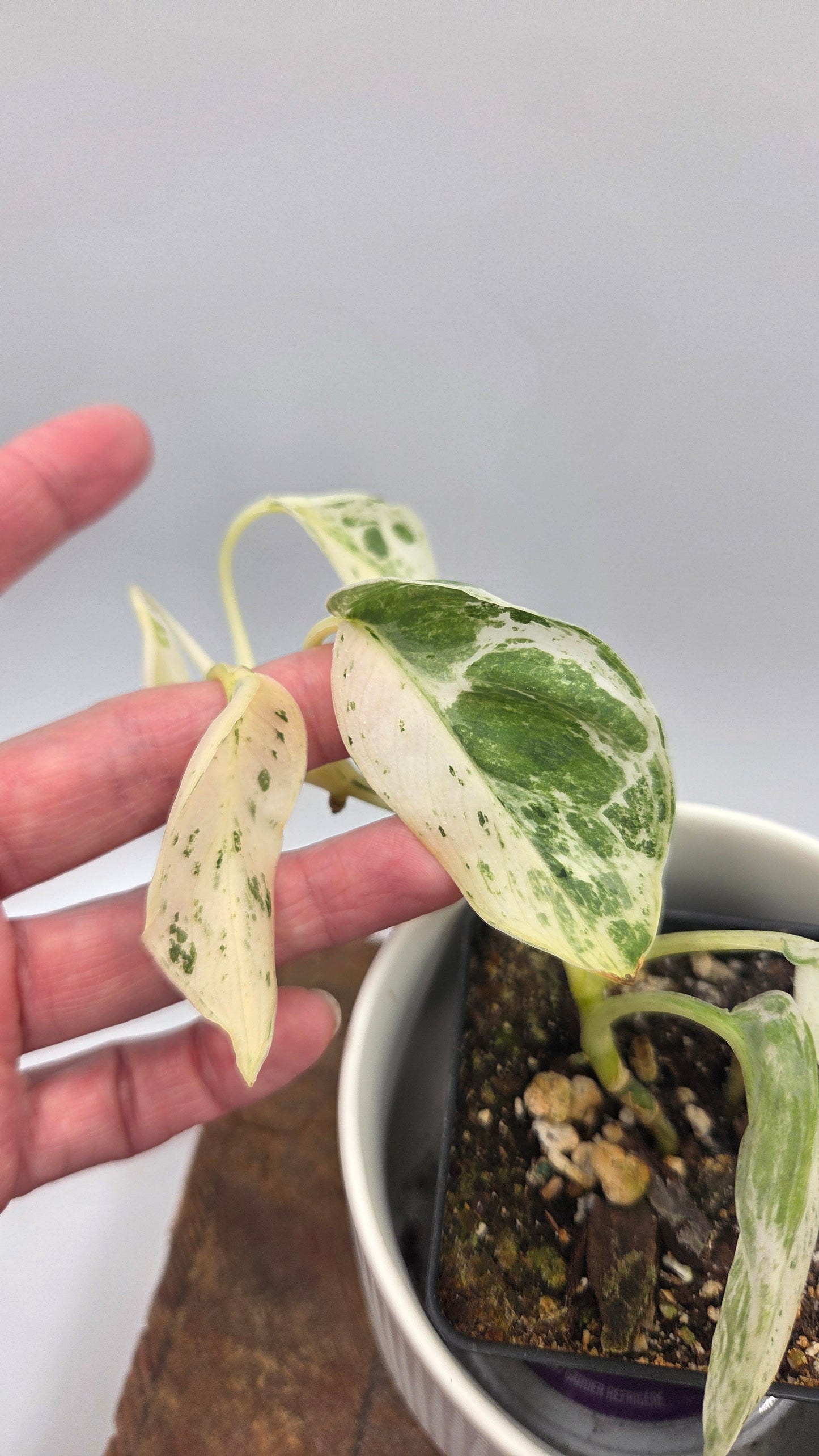 Scindapsus Silver Splash Variegata (SCI-848)