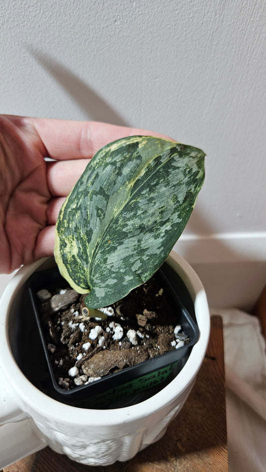 Scindapsus Exotica Salaka Variegata (SCI-1250)