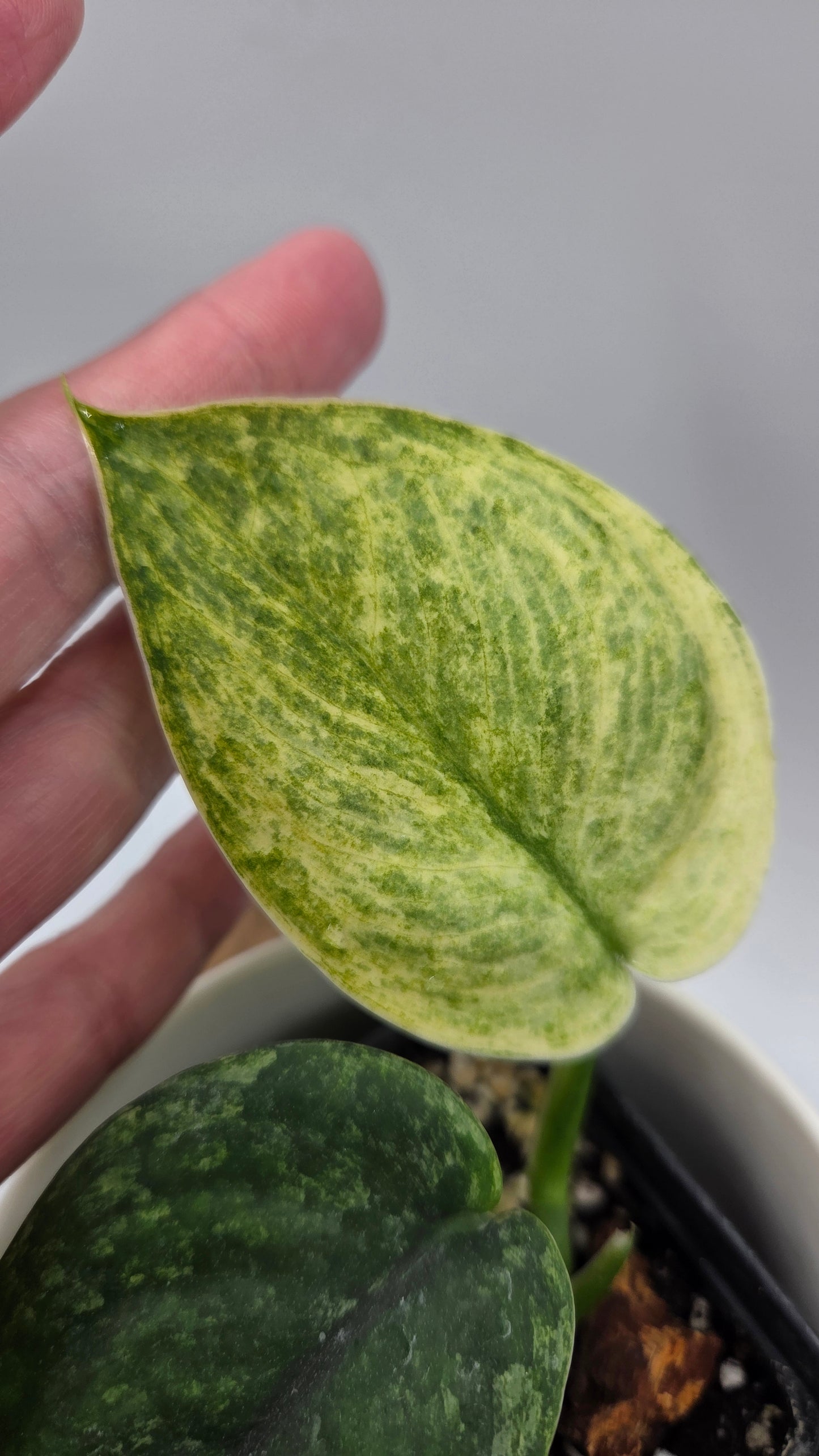 Scindapsus Silver Satin albo (SCI-1148)