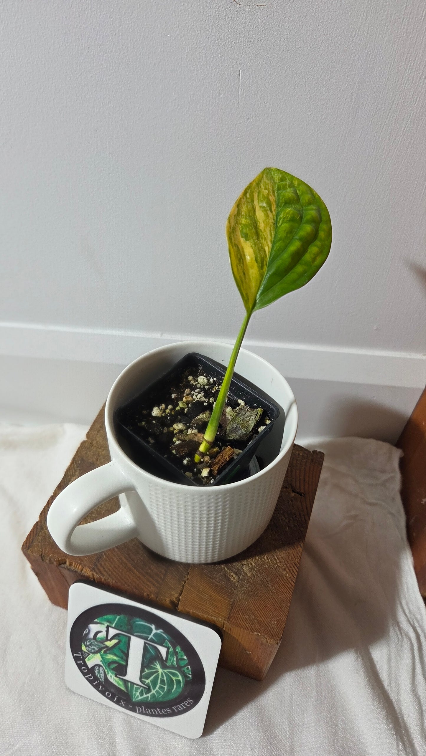 Monstera Karstenianum/Peru Variegata (MON-402)