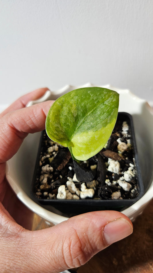 Scindapsus Geulis "aurea" (SCI-634)