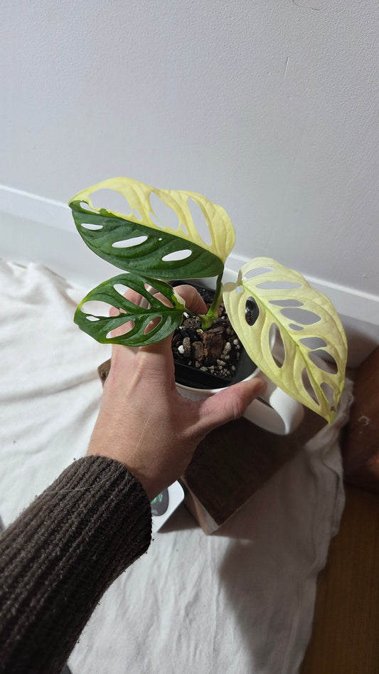 Monstera Andasonii Albo (MON-495)