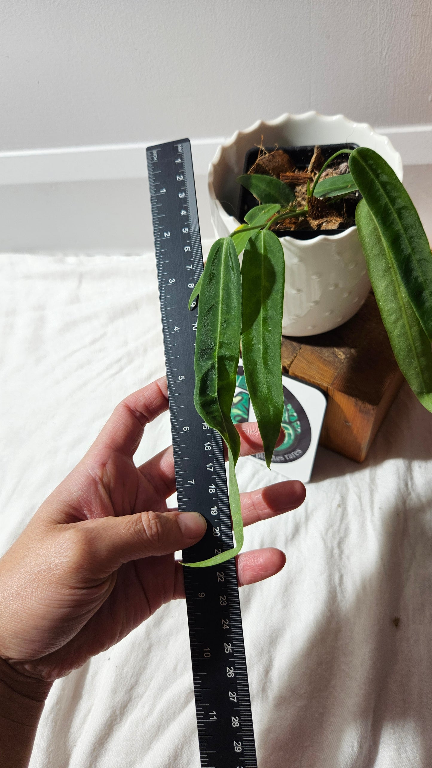 Anthurium Pallidiflorum Narrow "format PETIT"(ANT-597)