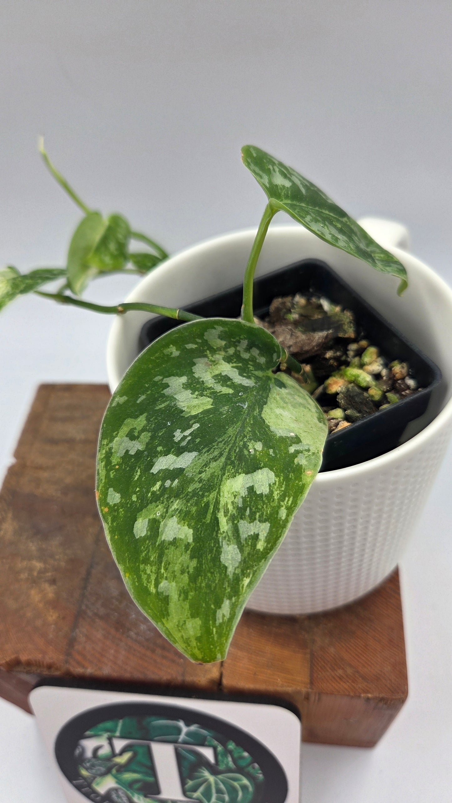 Scindapsus Argyraeus Permata (SCI-1347)