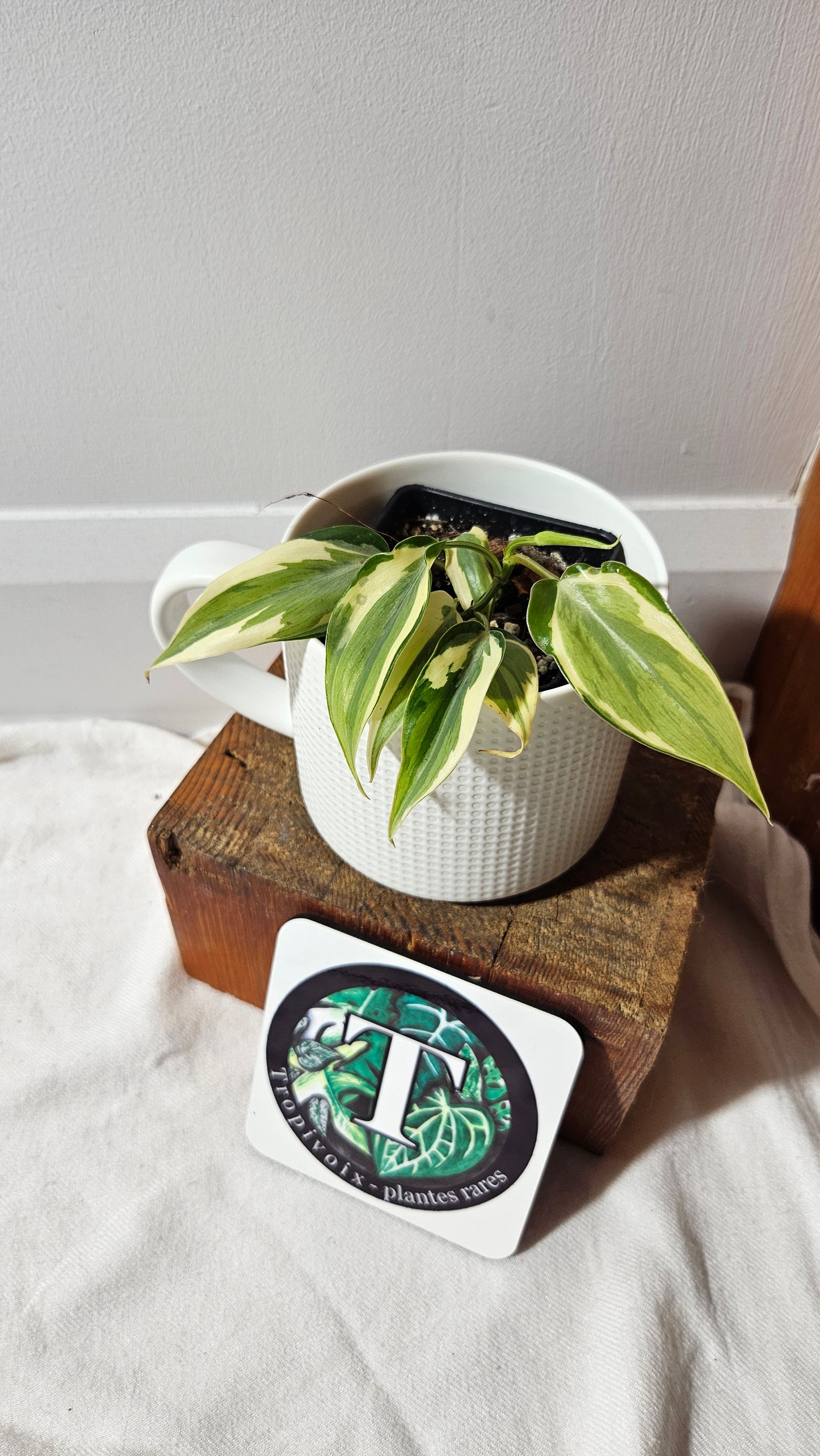 Philodendron Hederaceum Rio (PHI-951)