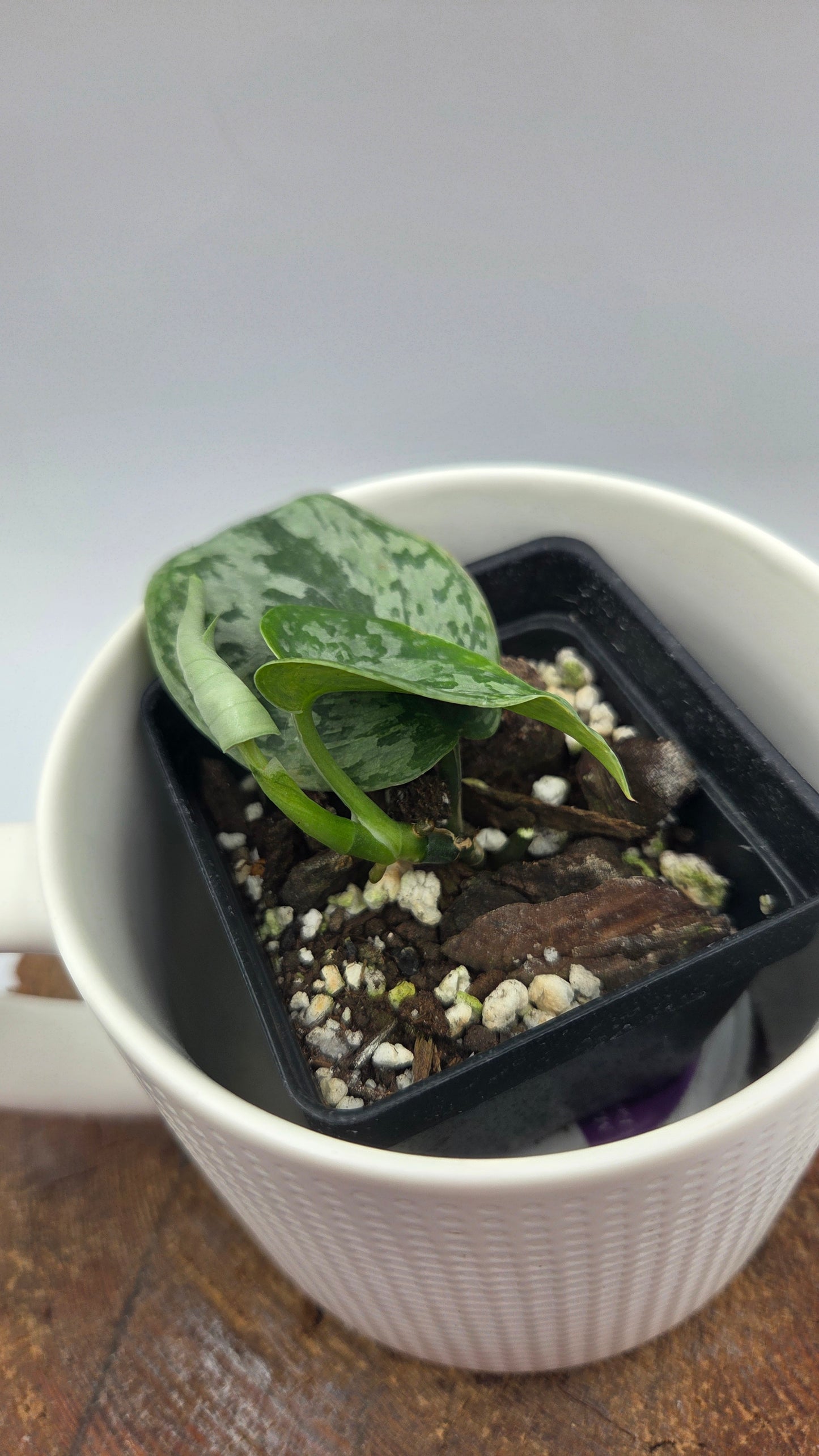 Scindapsus Geulis (SCI-1216)