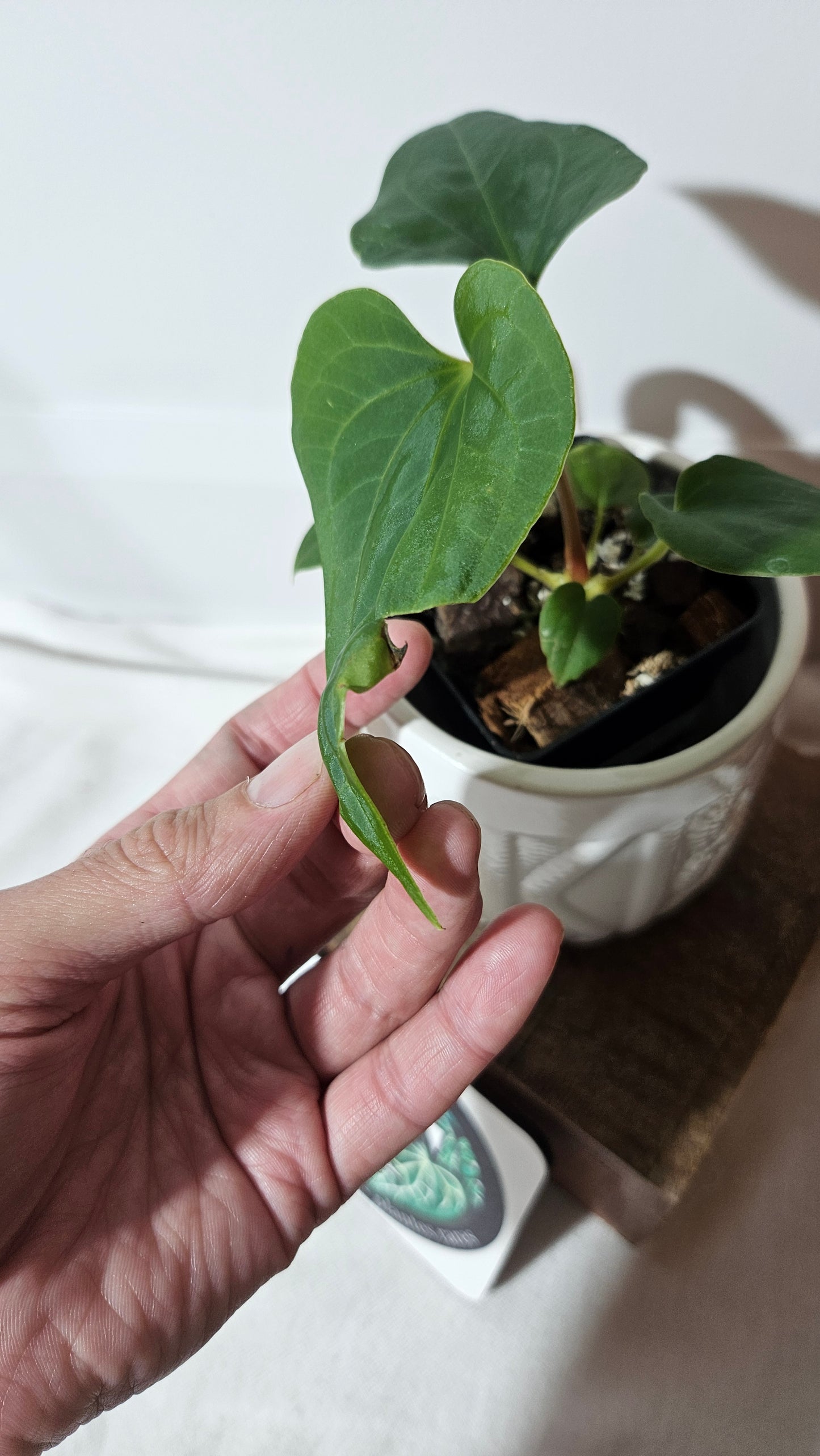 Anthurium  Tiwintza Velvet "format PETIT" (ANT-190)