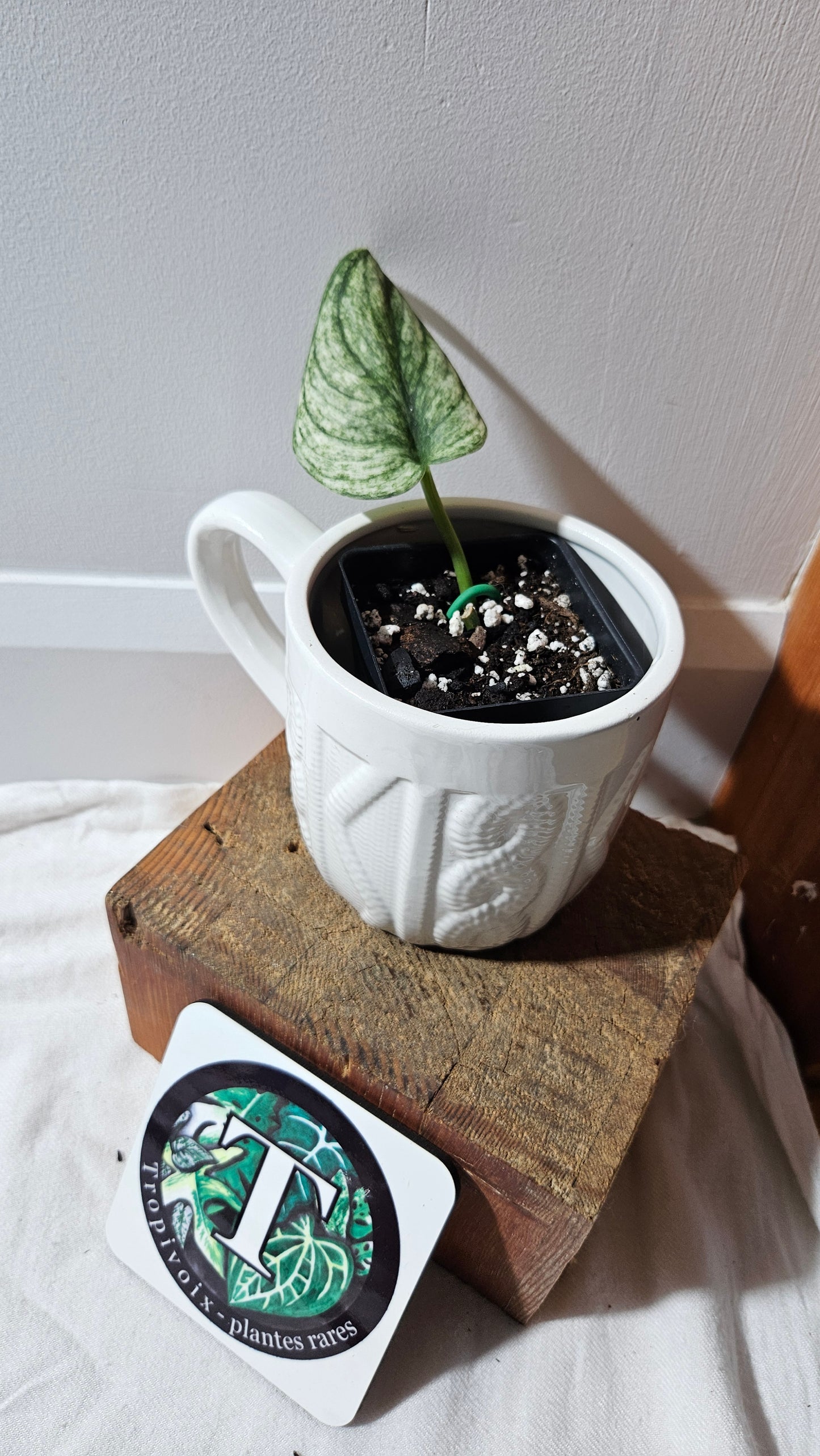 Scindapsus Jung jung Buih Mutation (SCI-1183)