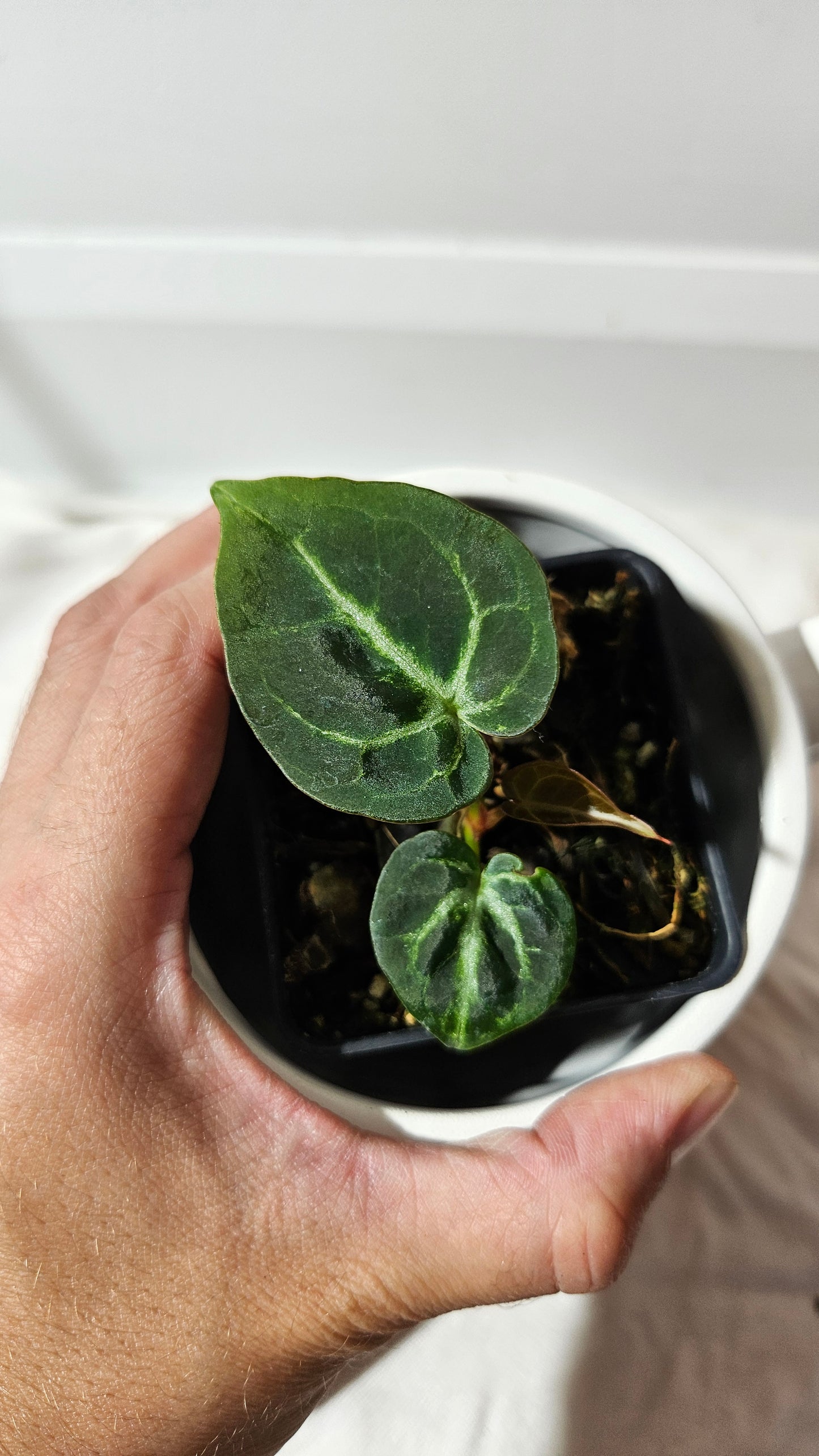 Anthurium  Dorayaki Silver Dark "format SEEDLING" (ANT-184)