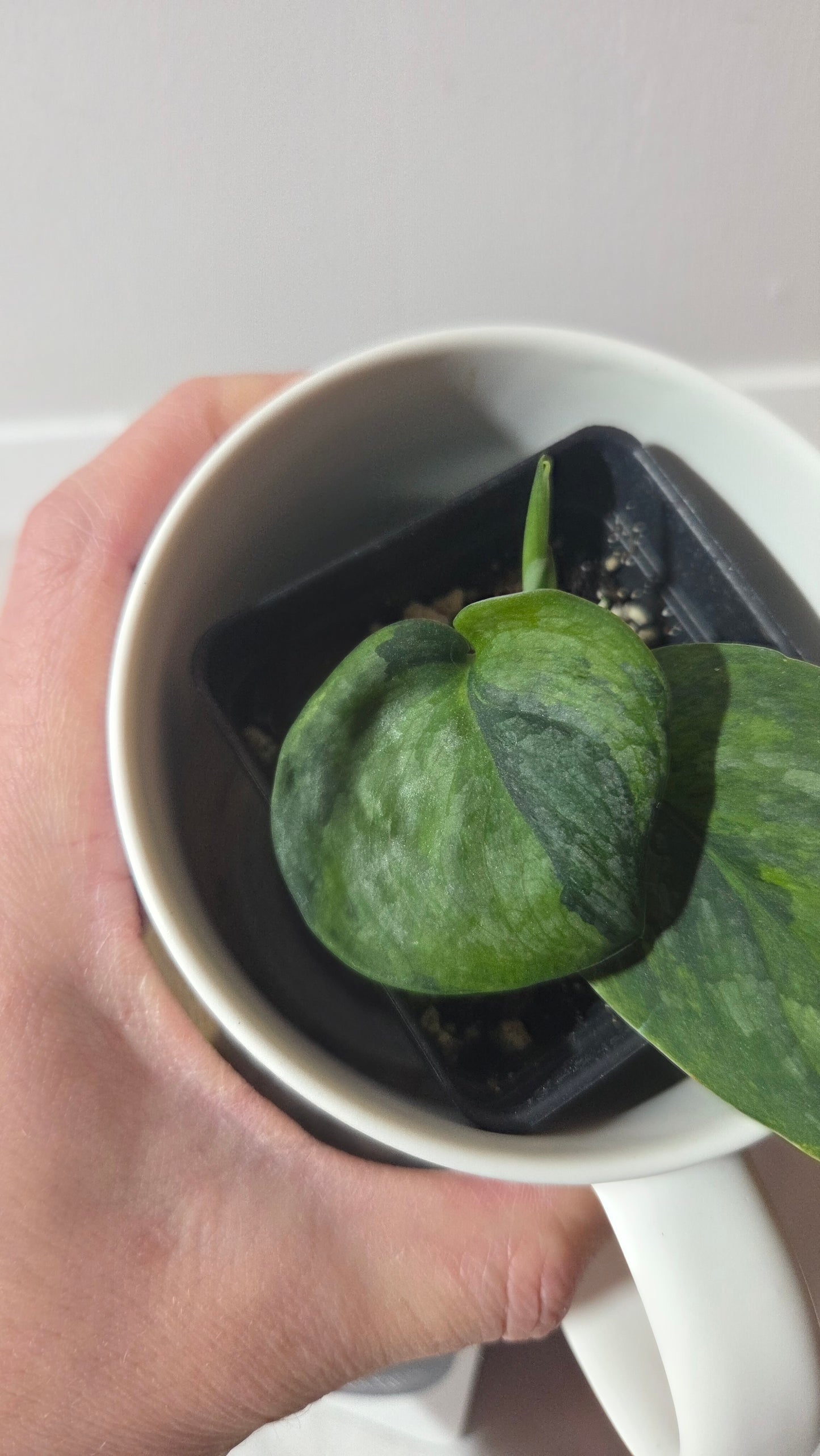 Scindapsus Green Dragon Variegata (SCI-1303)