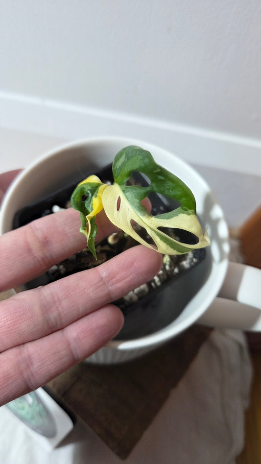 Monstera Andasonii Tricolore (MON-492)