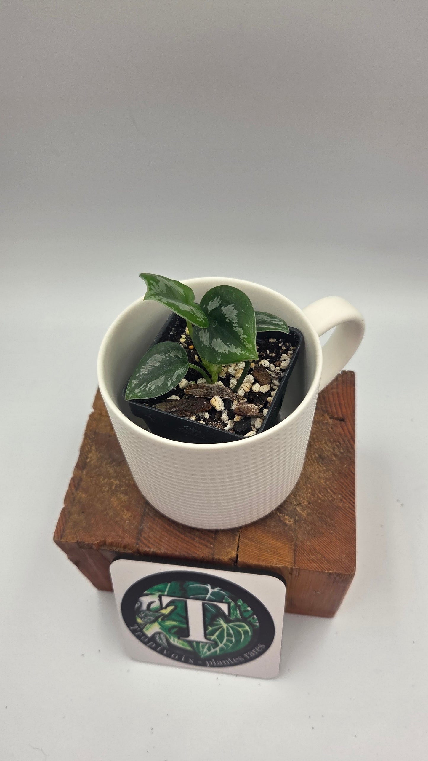 Scindapsus Dark Tricolore (SCI-1485)