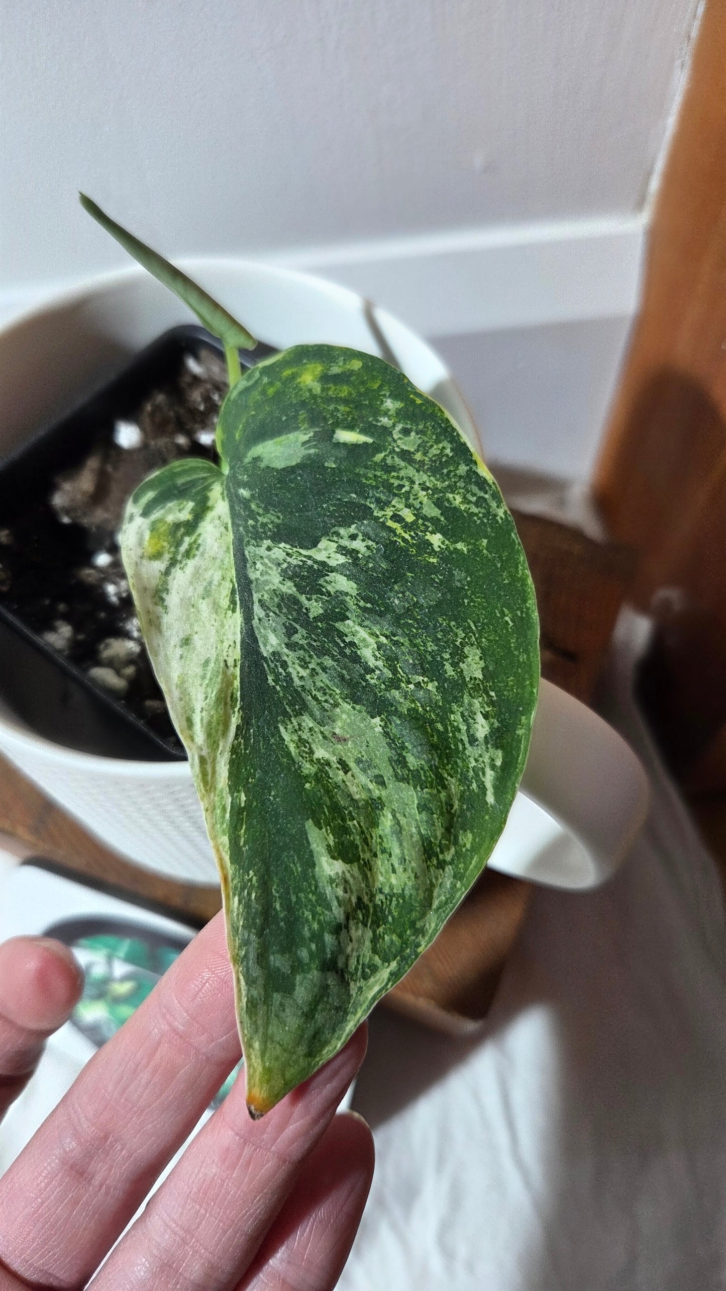 Scindapsus Dark satin Tricolore (SCI-1370)