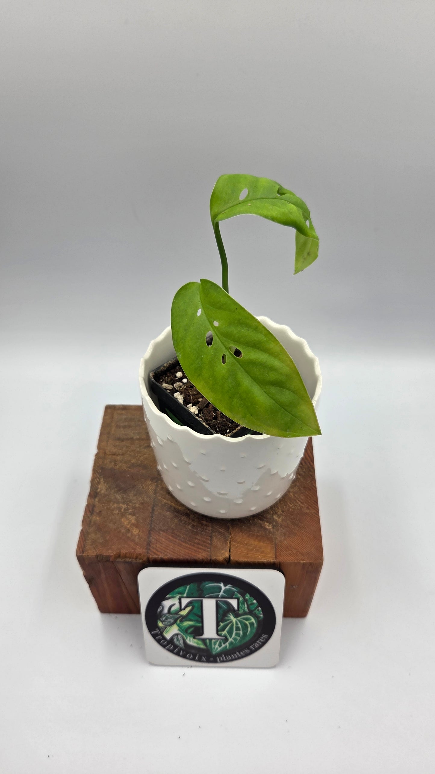 Monstera Esqueletto (MON-544)