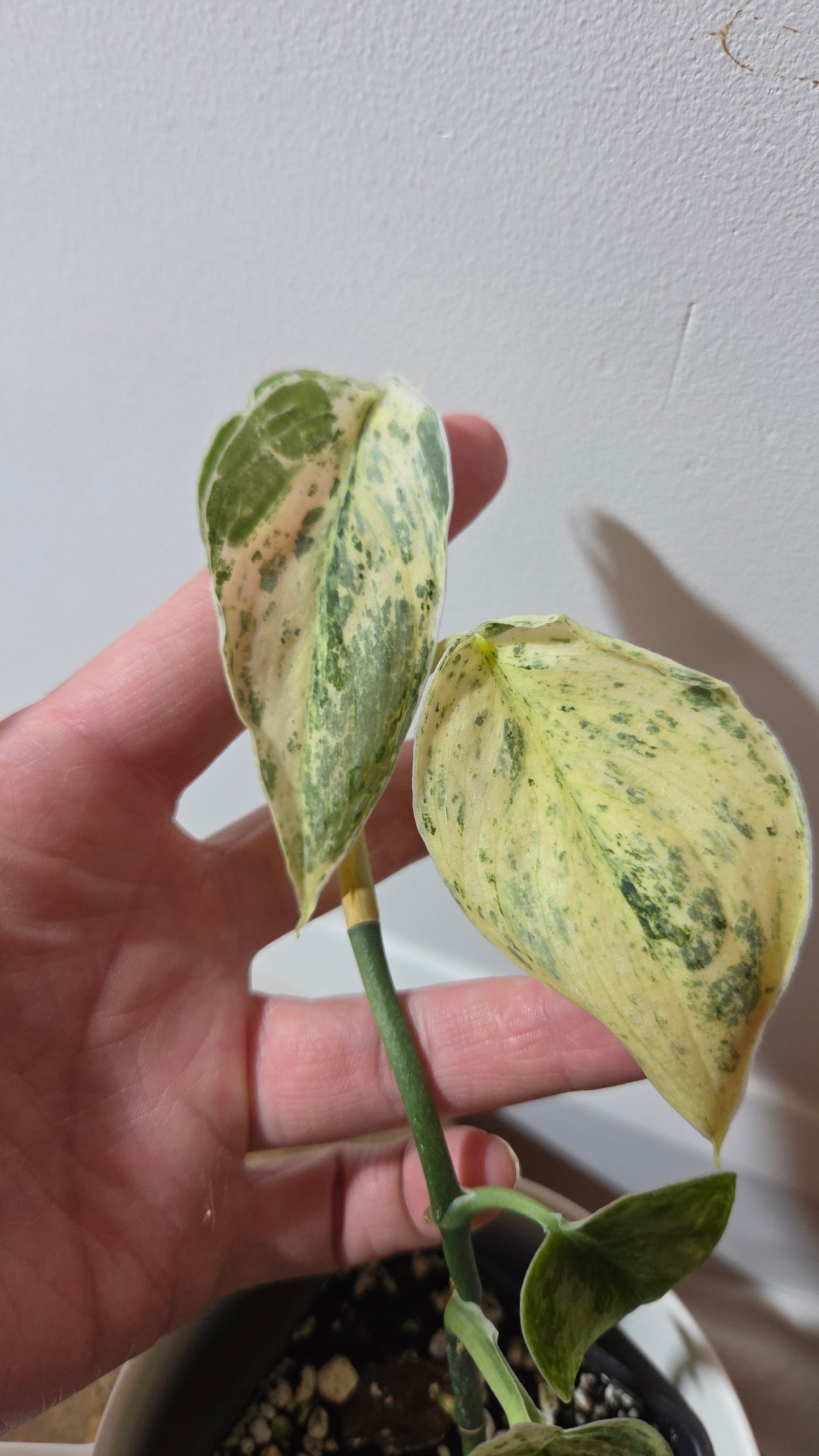 Scindapsus Peasun (SCI-1248)