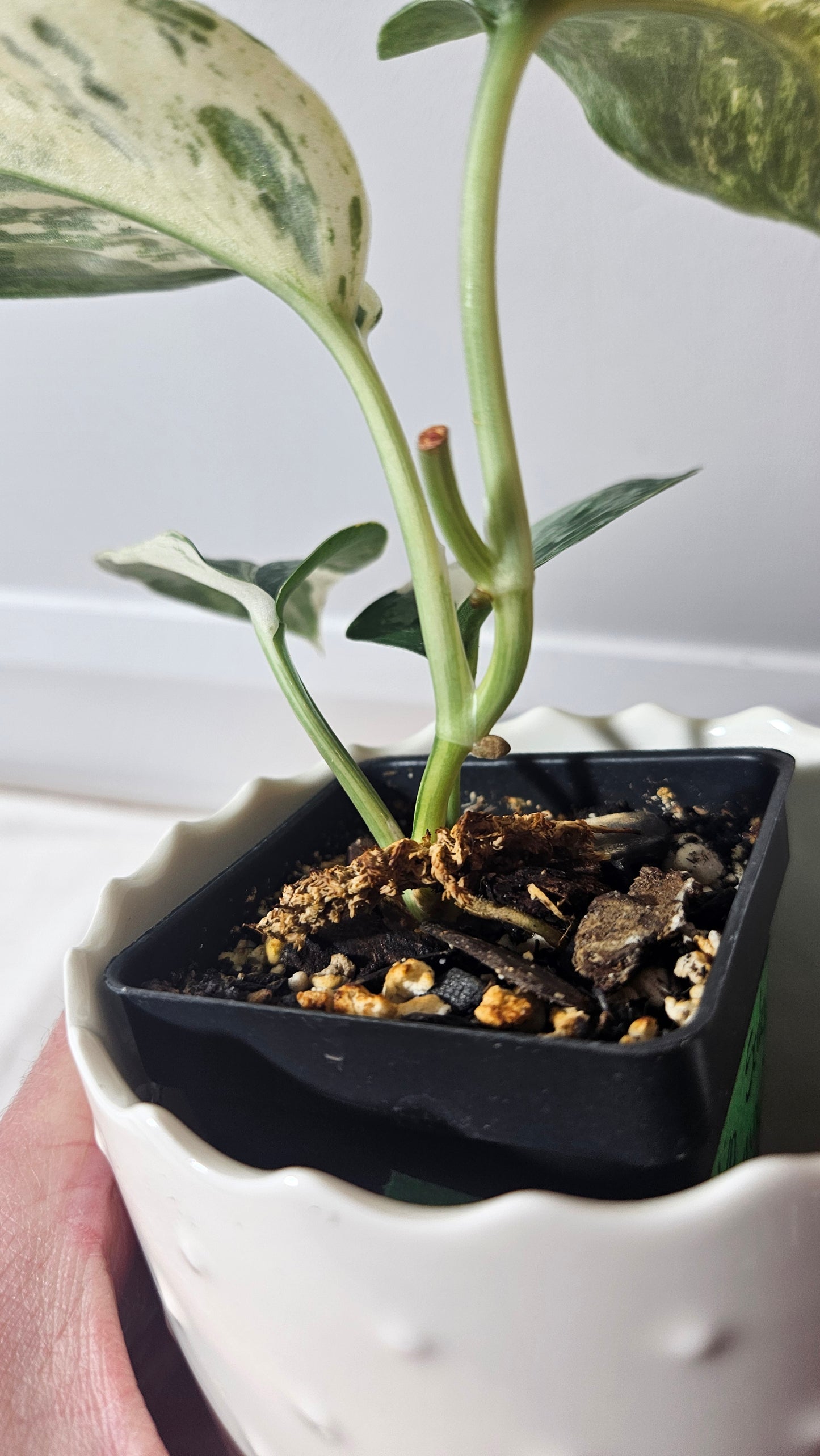 Scindapsus Exotica Salaka Variegata (SCI-960)