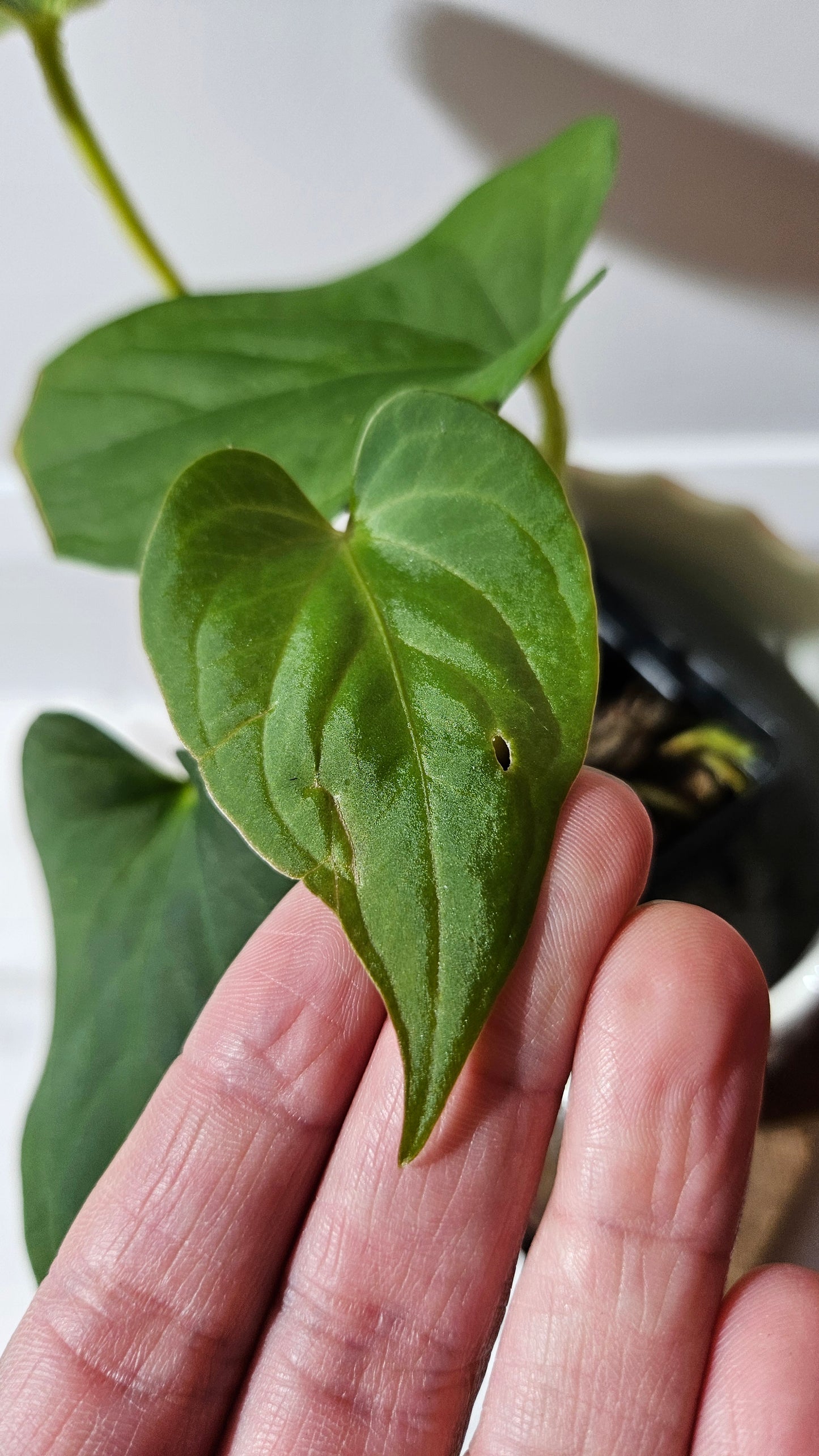 Anthurium  Tiwintza Aff Velvet "format MOYEN" (ANT-226)