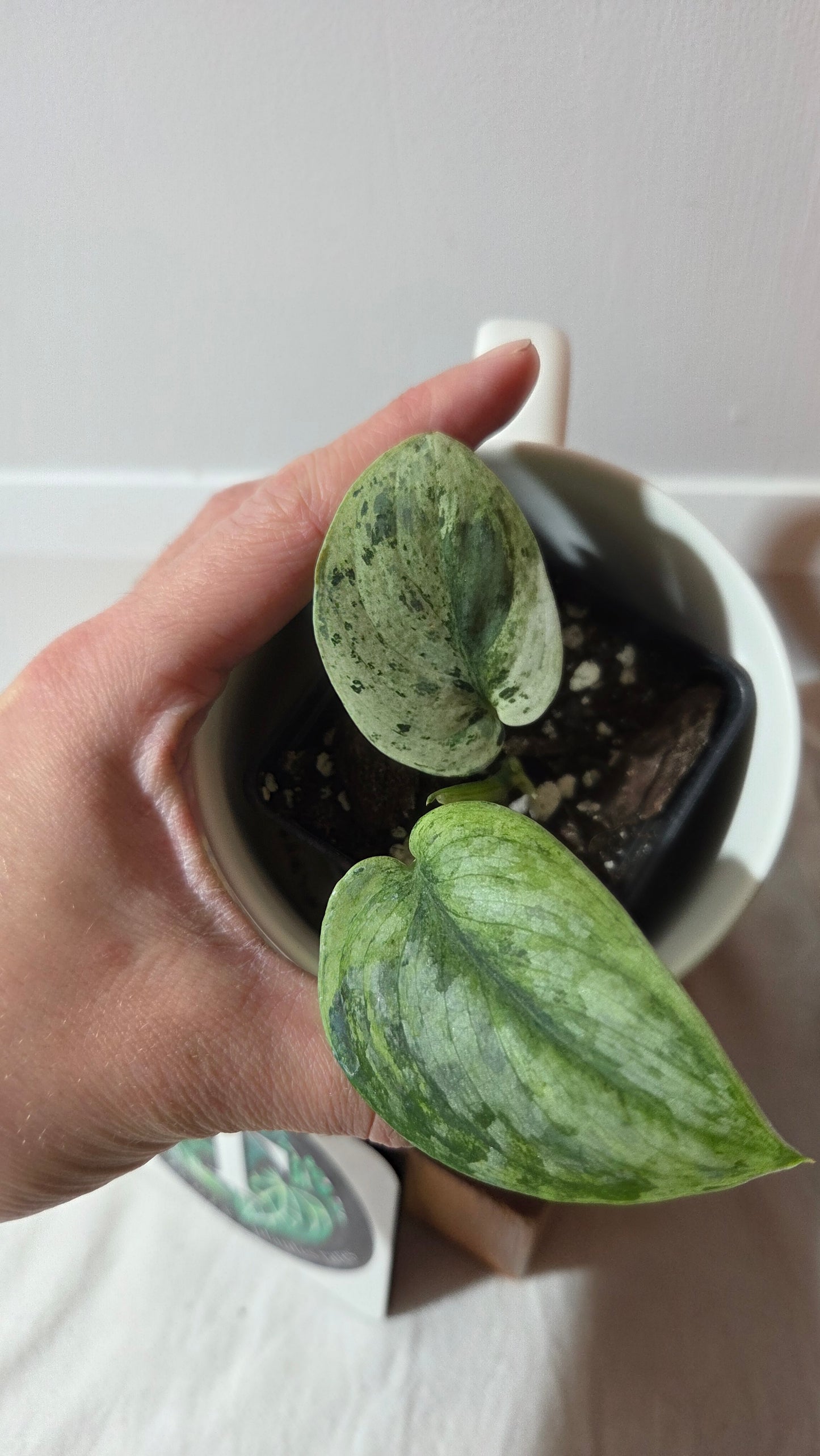 Scindapsus Silver Cloud variegata (SCI-1416)