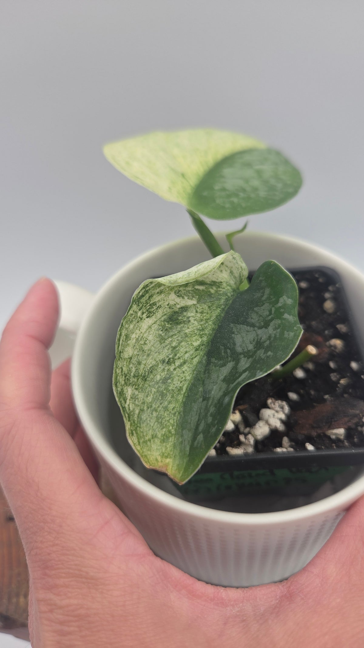 Scindapsus Silver Cloud variegata "Génétique moitié&moitié" (SCI-1523)