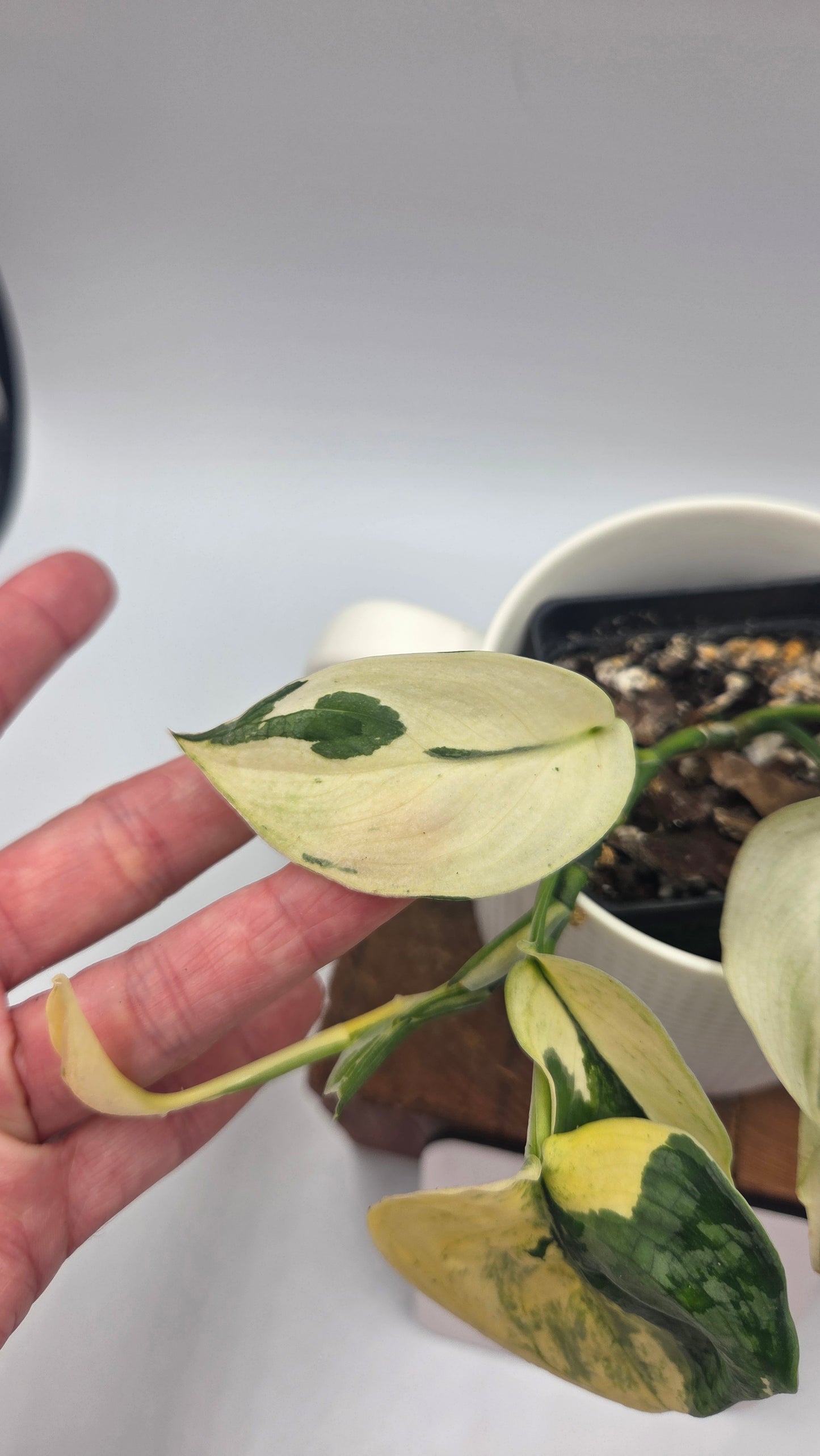 Scindapsus Silver Tattoo Variegata (SCI-1153)