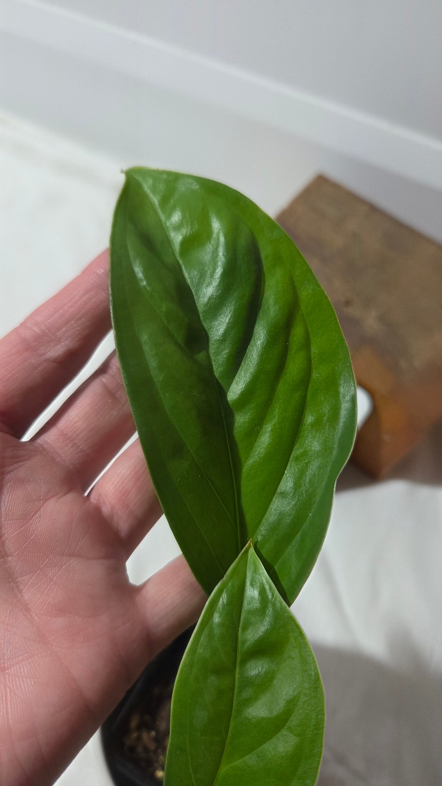 Monstera Obliqua Aff Calacali (MON-514)