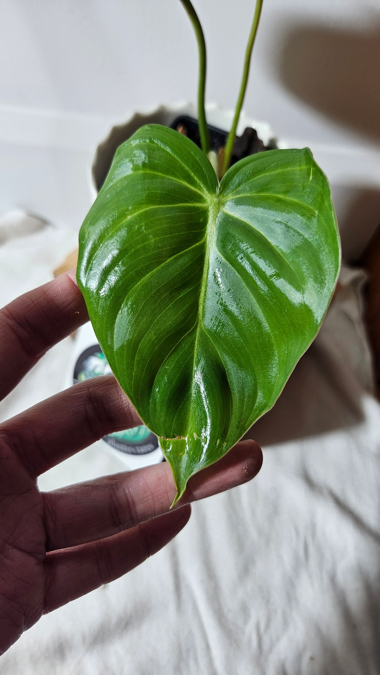 Philodendron Pastazanum (PHI-672)