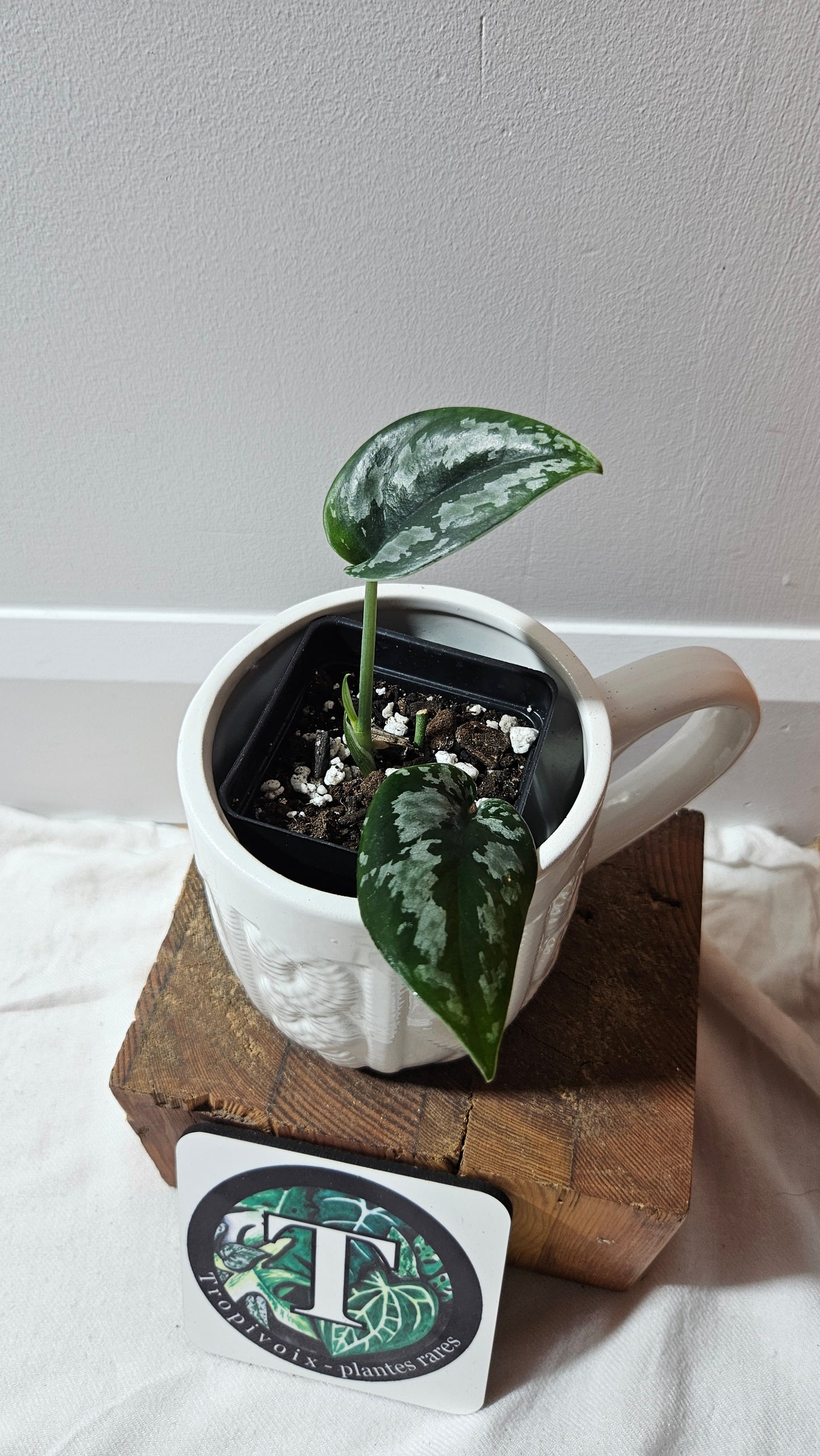 Scindapsus Dark Tricolore (SCI-1223)