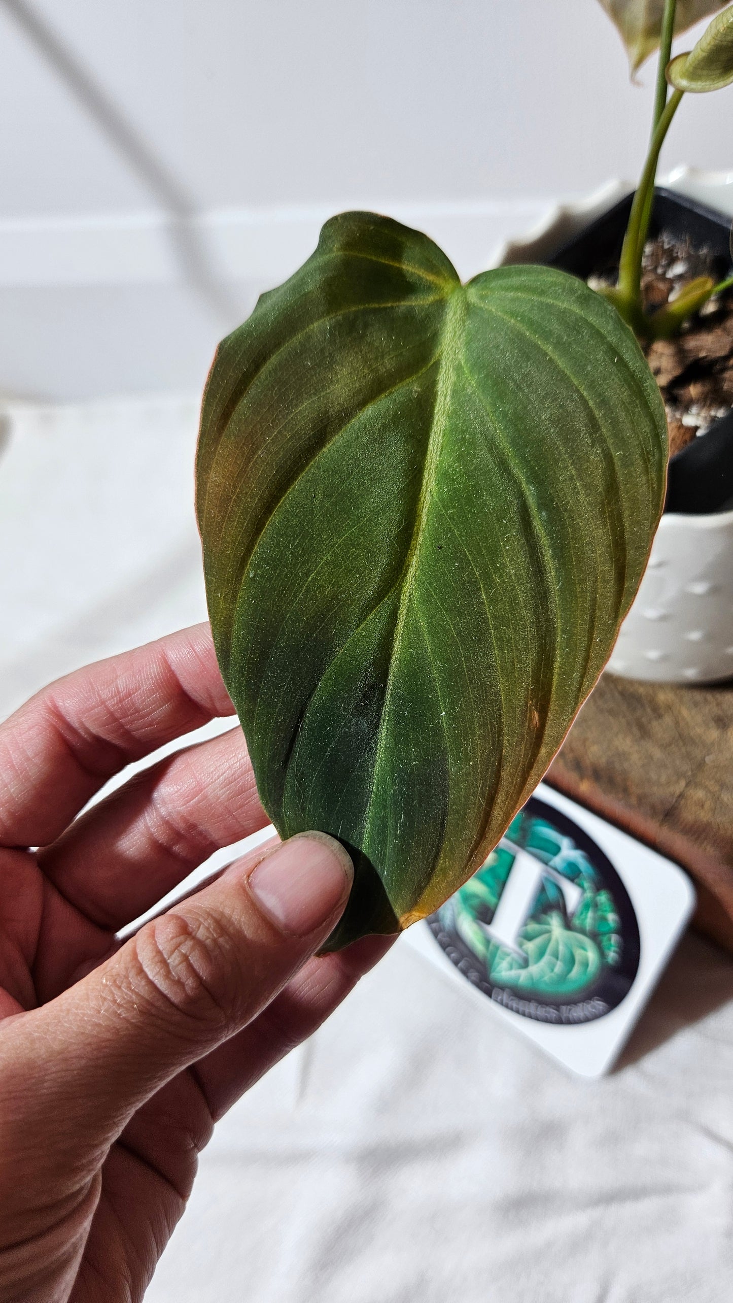 Philodendron Glorious (PHI-543)