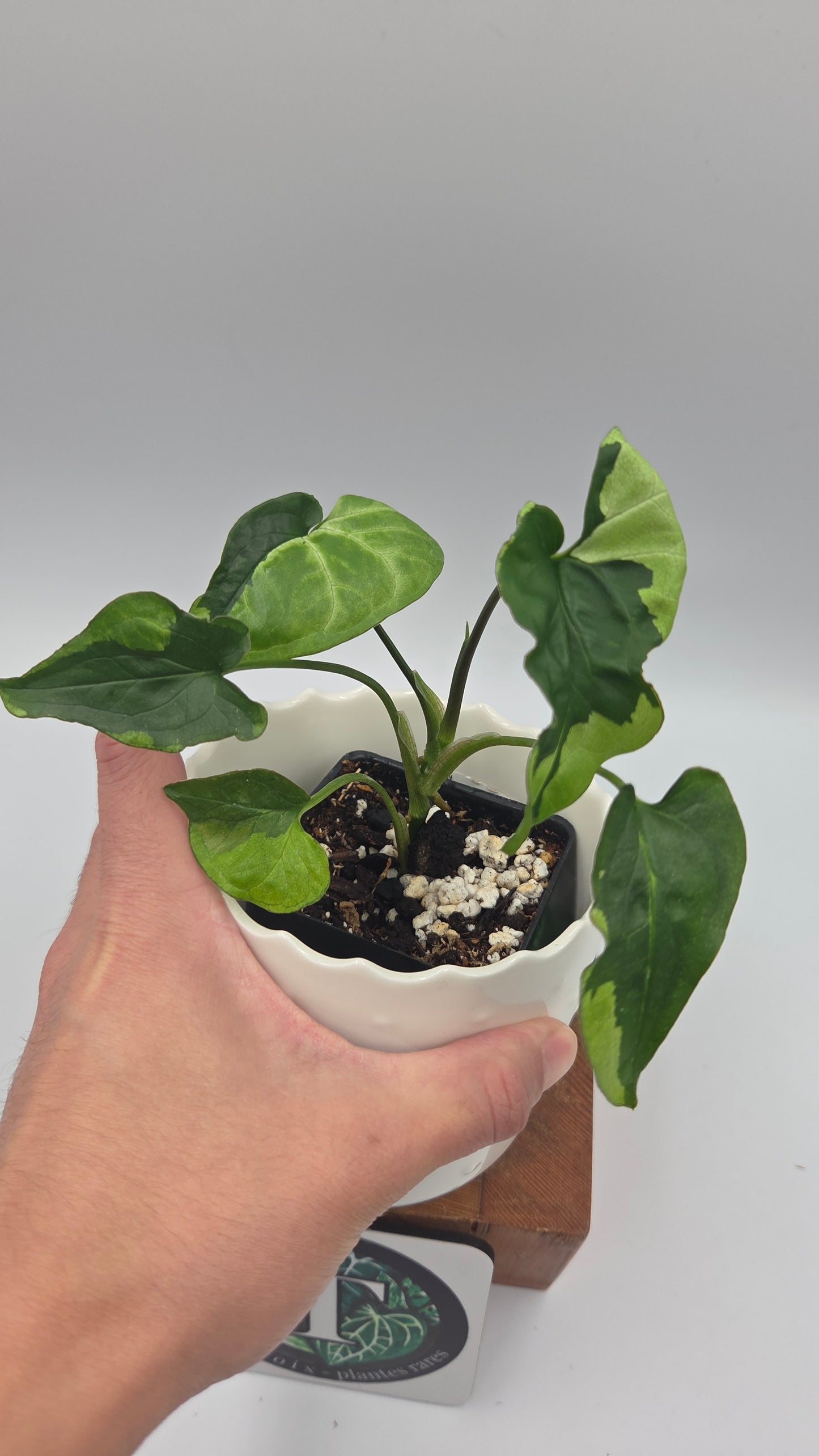 Syngonium Green Beauty (SYN-507)