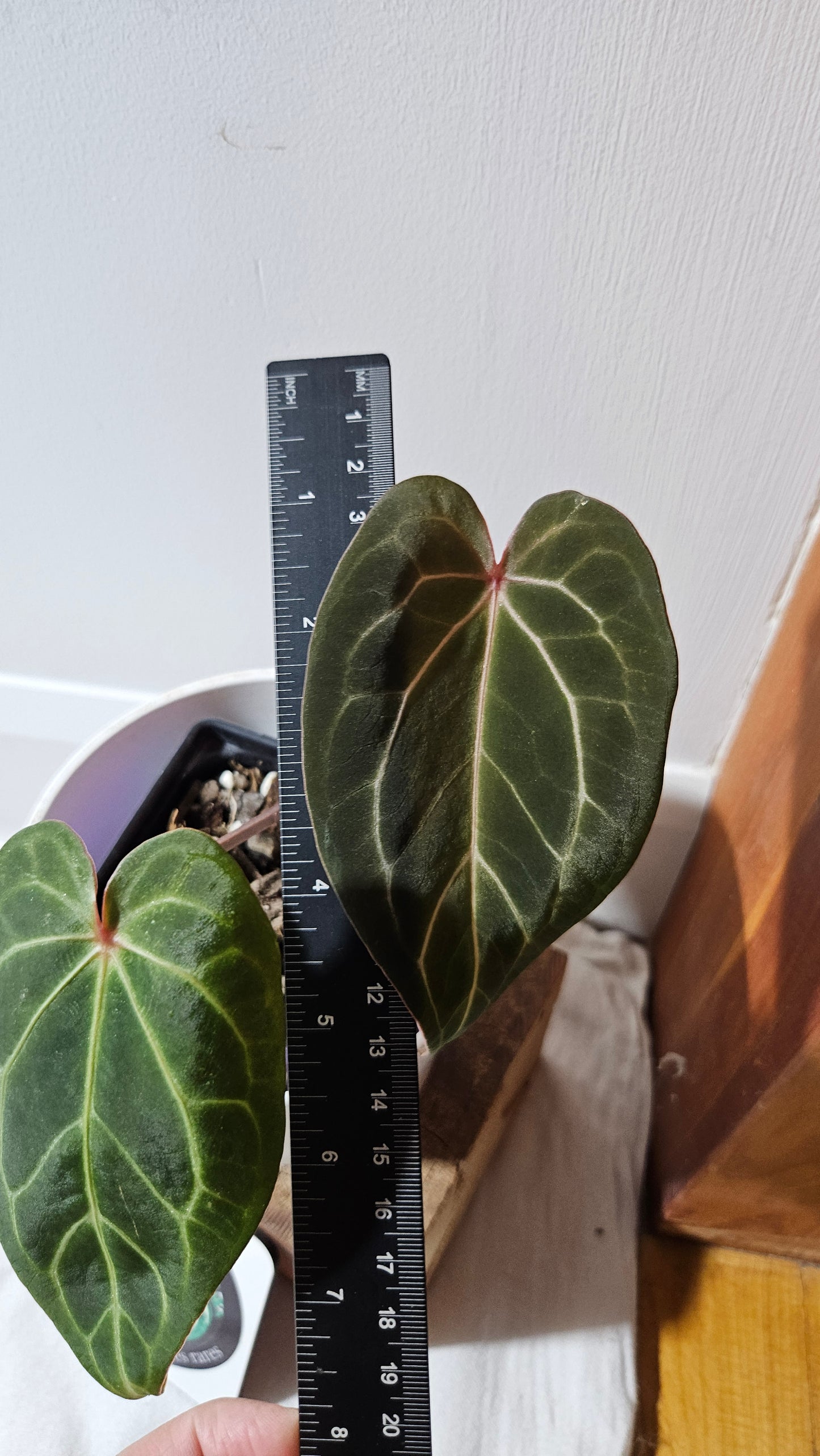Anthurium Magnificum X KOS "format MOYEN" (ANT-563)