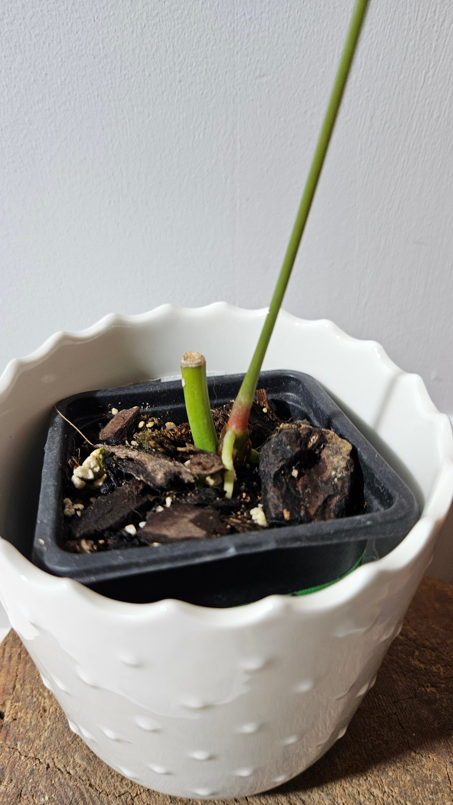 Anthurium Polydactylum "format MOYEN" (ANT-558)