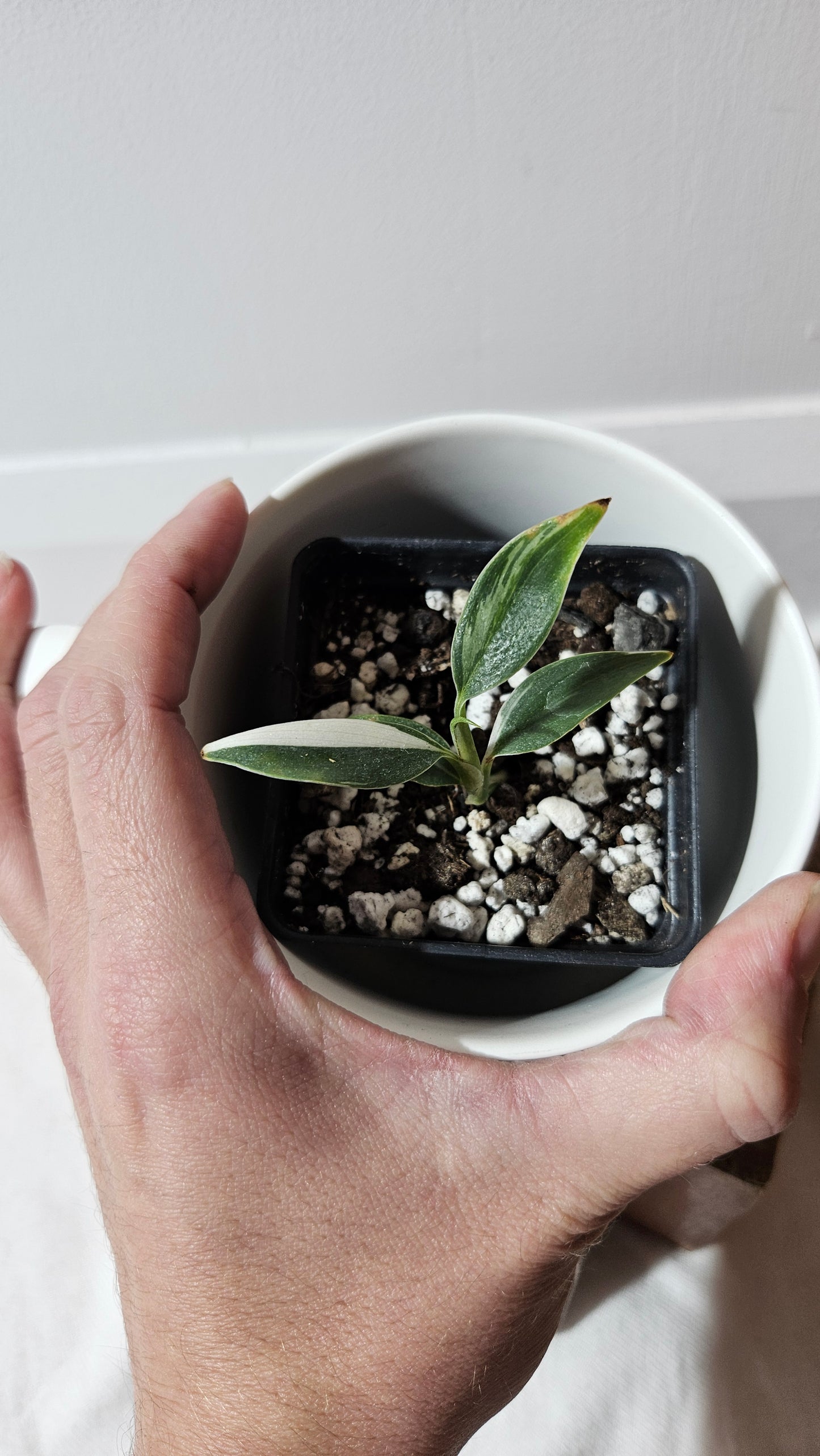 Scindapsus Hederaceus Blue Albo (SCI-1340)