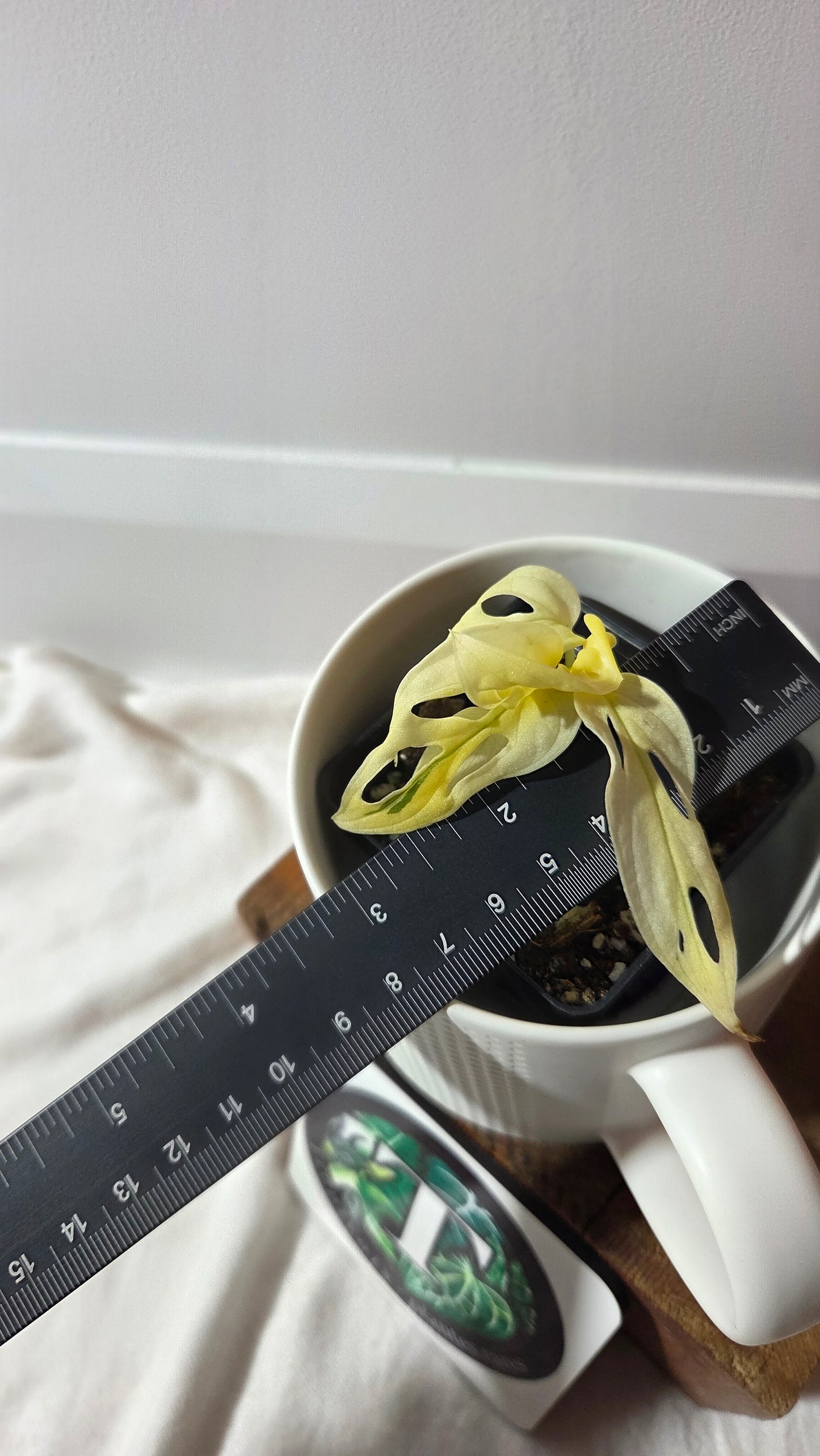 Monstera Andasonii Archipelago Ghost (MON-497)