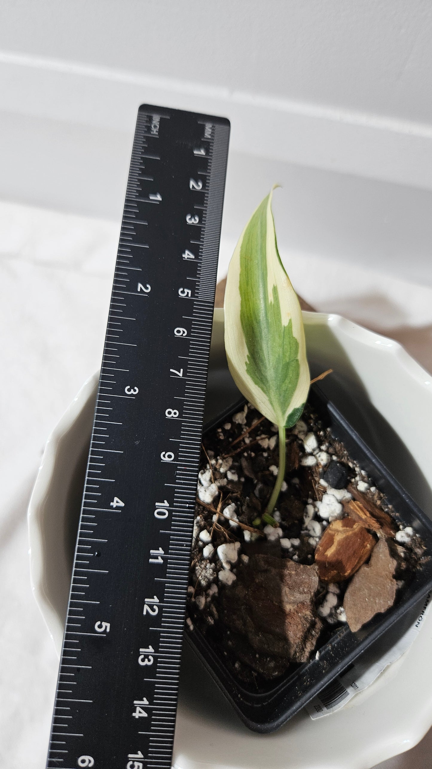 Philodendron Hederaceum Rio (PHI-803)