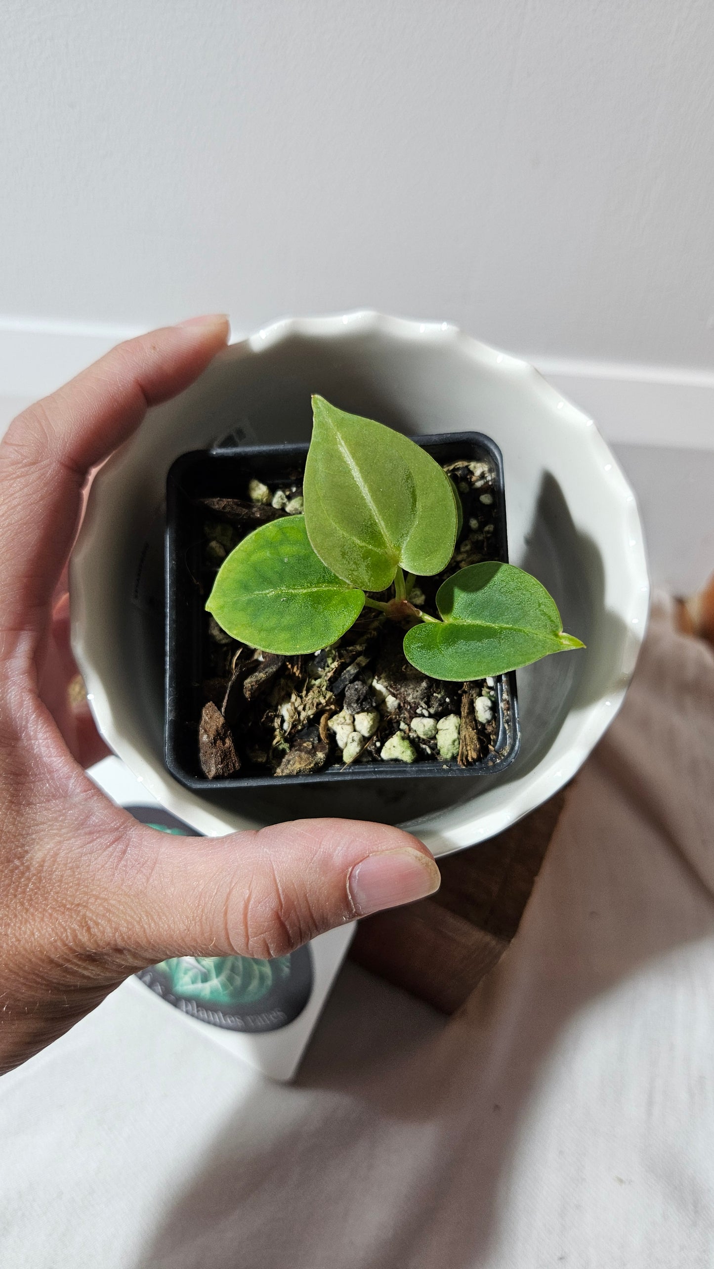 Anthurium Dressleri  Hybrid "format PETIT" (ANT-462)