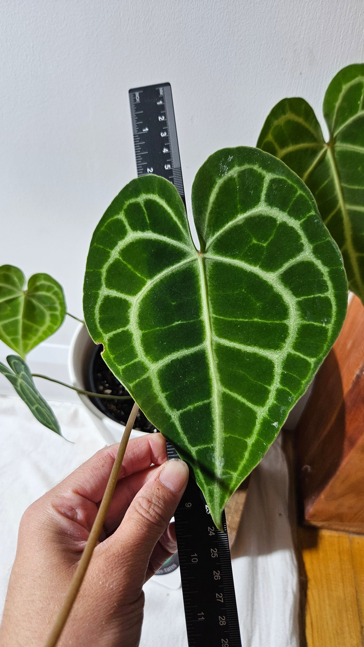 Anthurium  Clarinervium Tarentula "format LARGE" (ANT-567)
