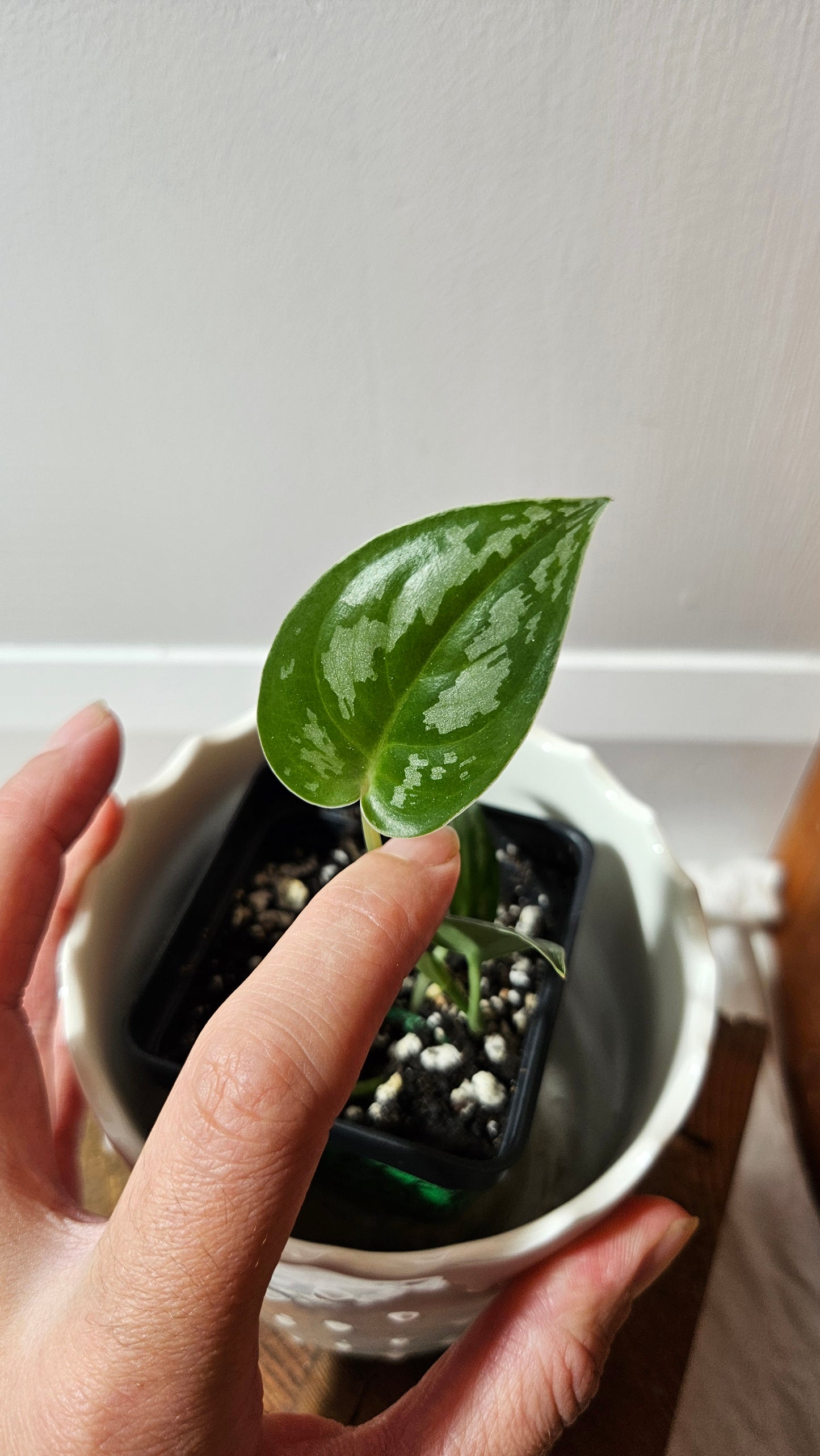 Scindapsus Black Exotica (SCI-1331)