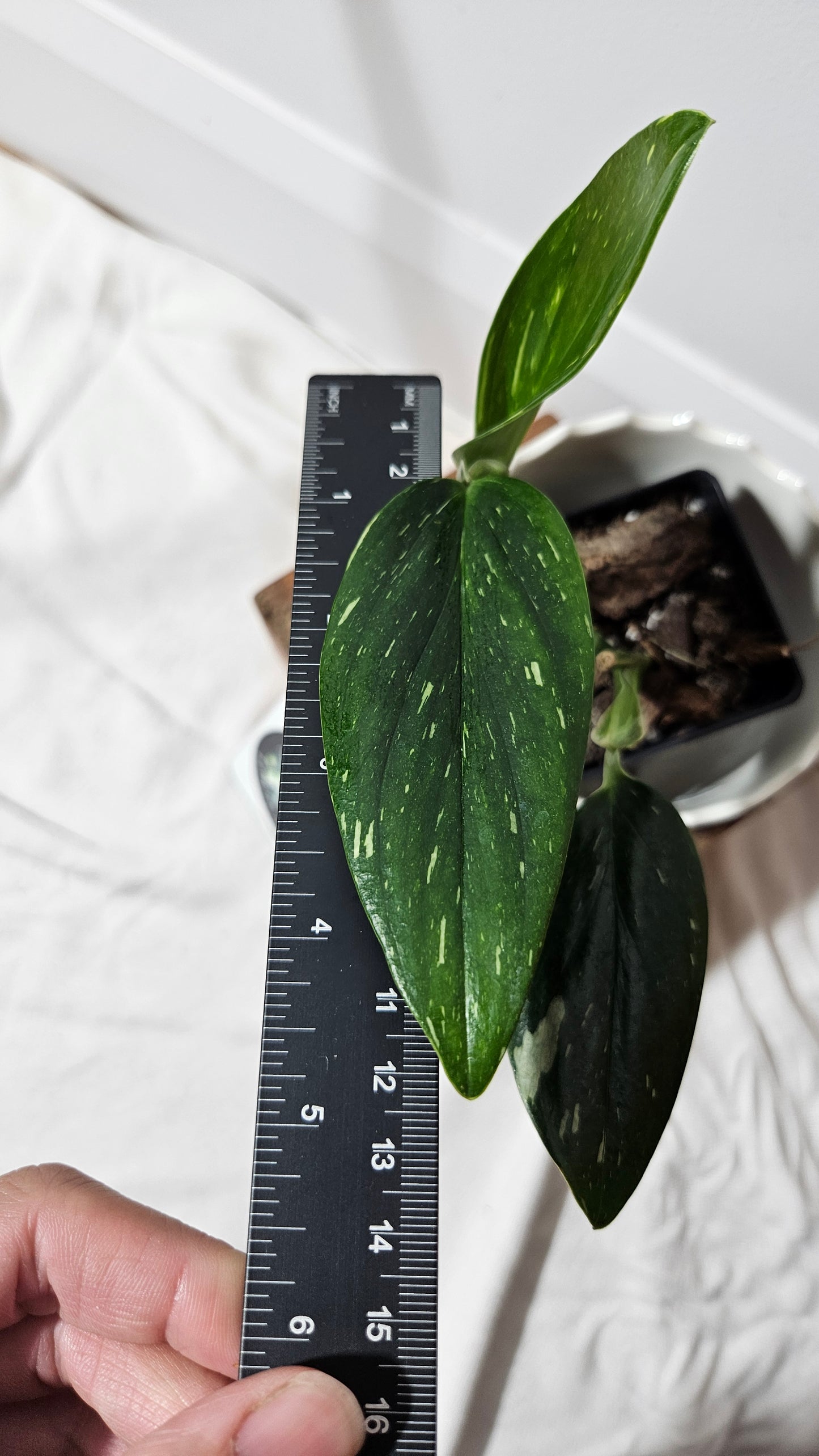 Monstera Standleyana Albo (MON-211)