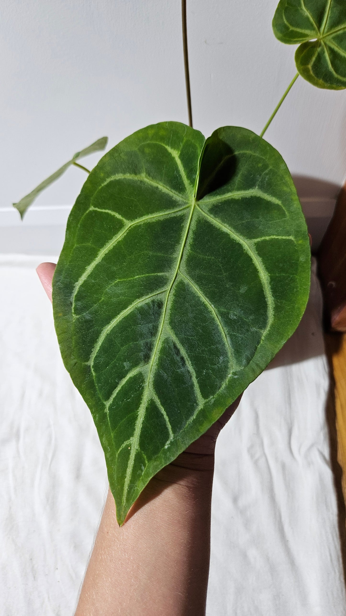Anthurium Magnificum Velvet "MEDIUM/LARGE format" (ANT-191)